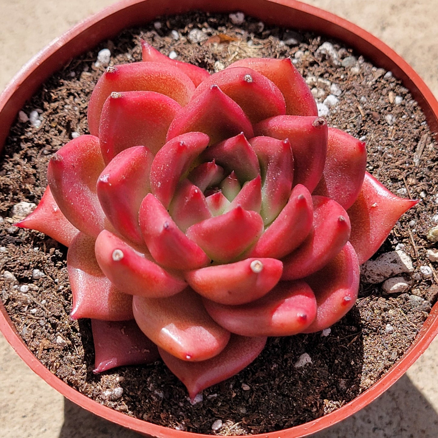 Echeveria 'Red Dragon' - 4" Assorted - Succulent - DesertScapeSucculent