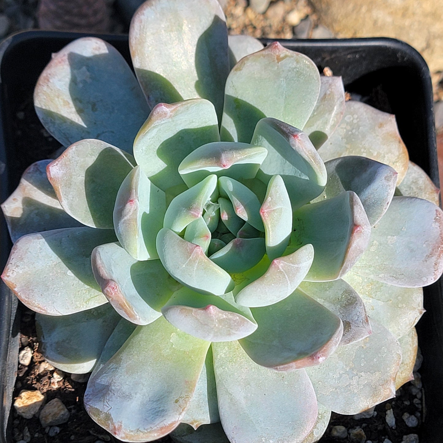 Echeveria 'Red Monroe' - 6 Inch Assorted - Succulent - DesertScapeSucculent