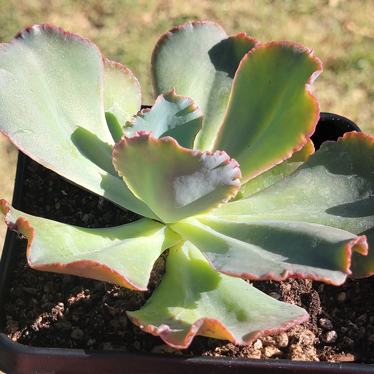 Echeveria Ruffle Hybrid Variegated - Single 6A Variegated - Succulent - DesertScapeSucculent