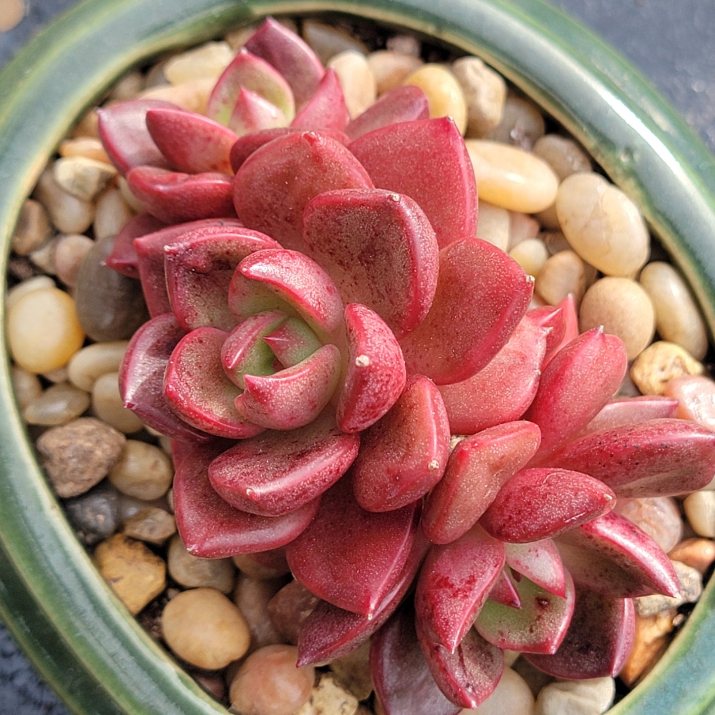 Echeveria 'Sapote' - 4 Inch Cluster Assorted - Succulent - DesertScapeSucculent