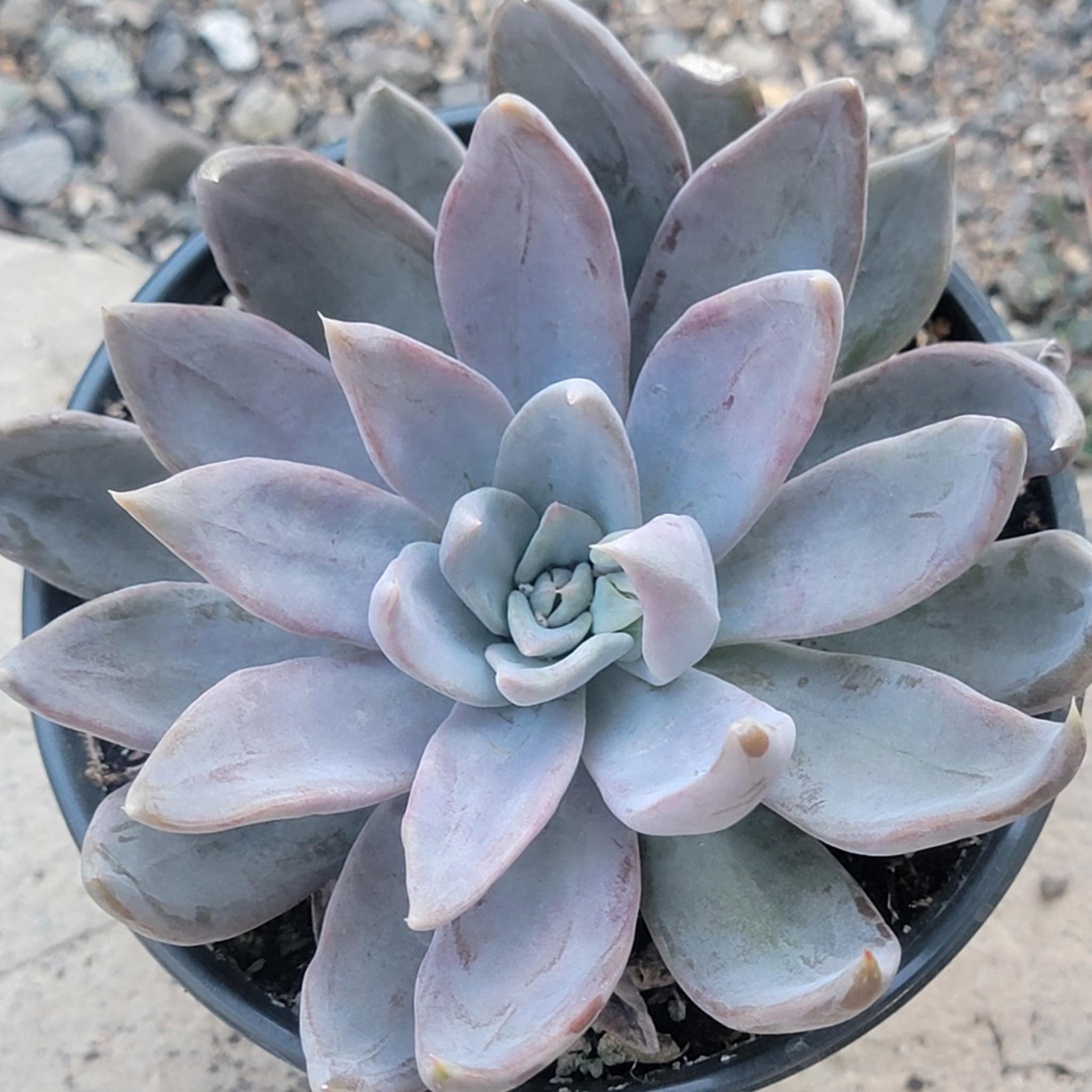 succulent silver Echeveria 'Silver Queen'