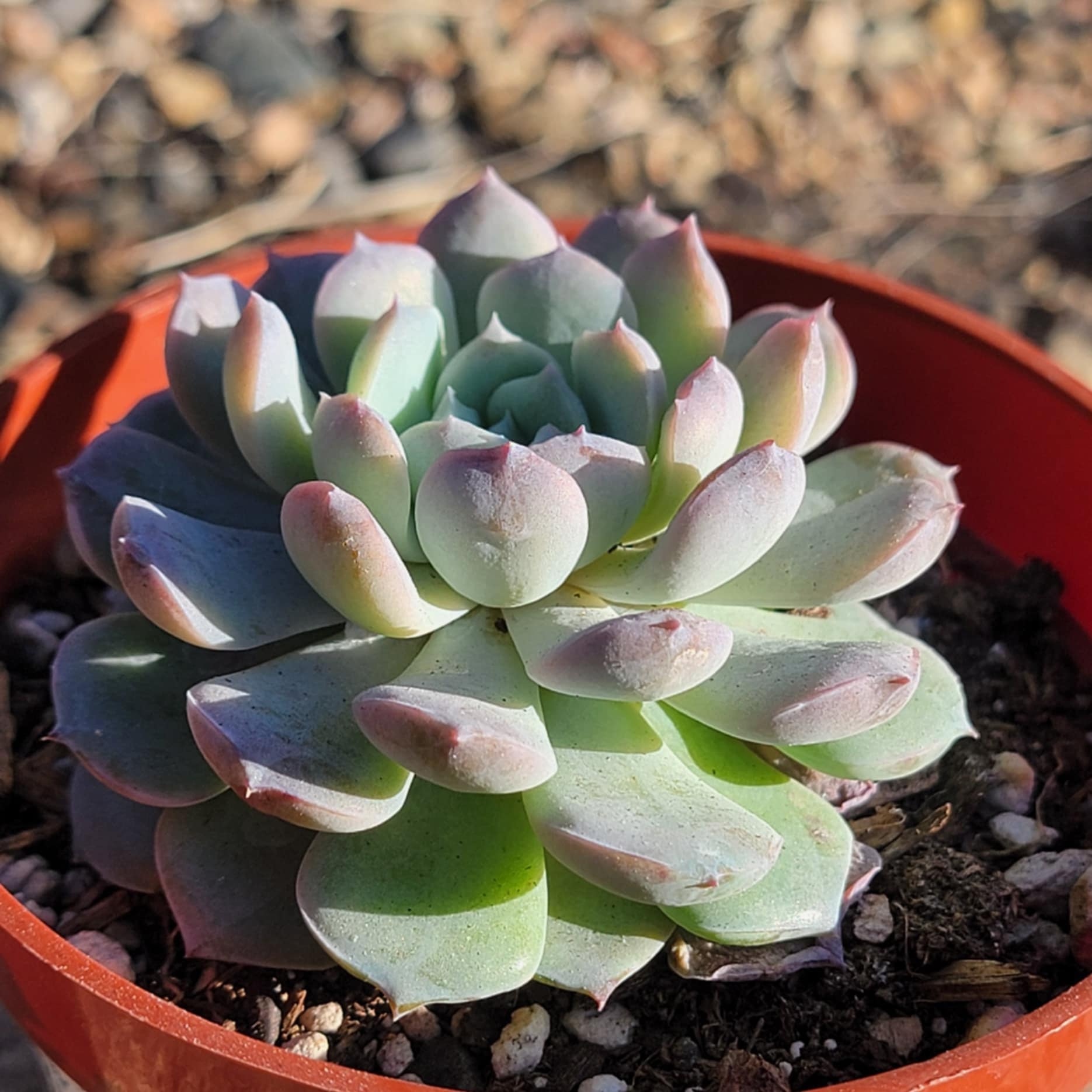 star succulent plant Echeveria 'Star Mark'