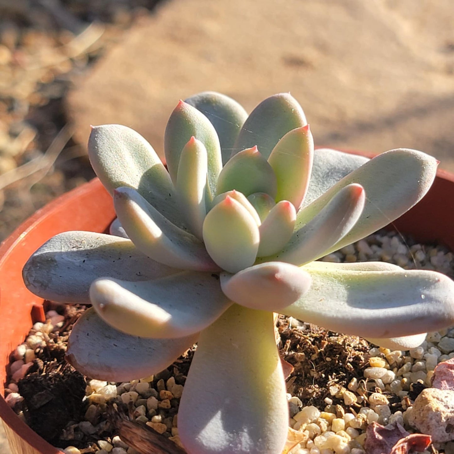 Echeveria 'Star Snow' - 4 Inch Assorted - Succulent - DesertScapeSucculent