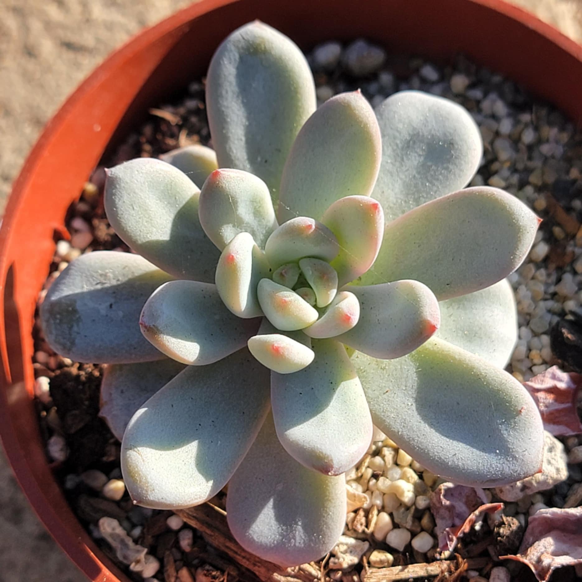 snowfall succulent Echeveria 'Star Snow'