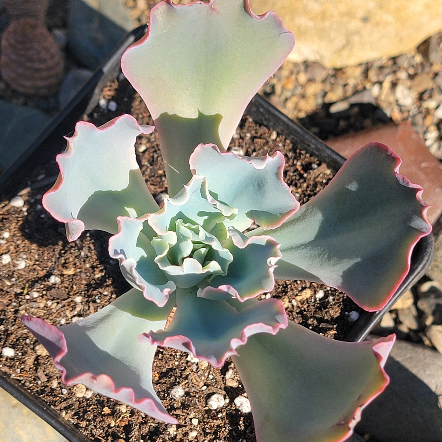 Echeveria 'Takasago No Okina' - Single 6A - Succulent - DesertScapeSucculent