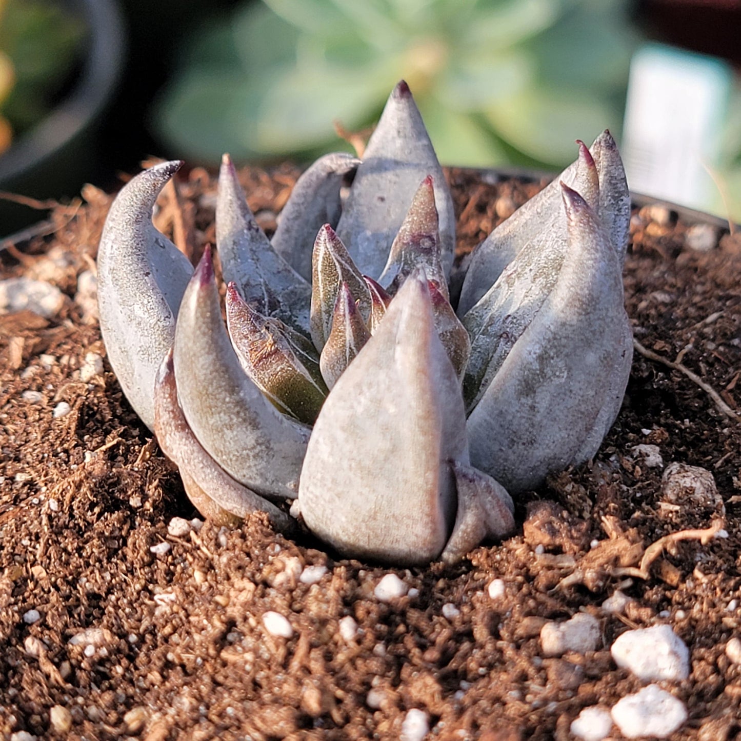 Echeveria unguiculata 'Black Plant' - 3.5 Inch Assorted - Succulent - DesertScapeSucculent