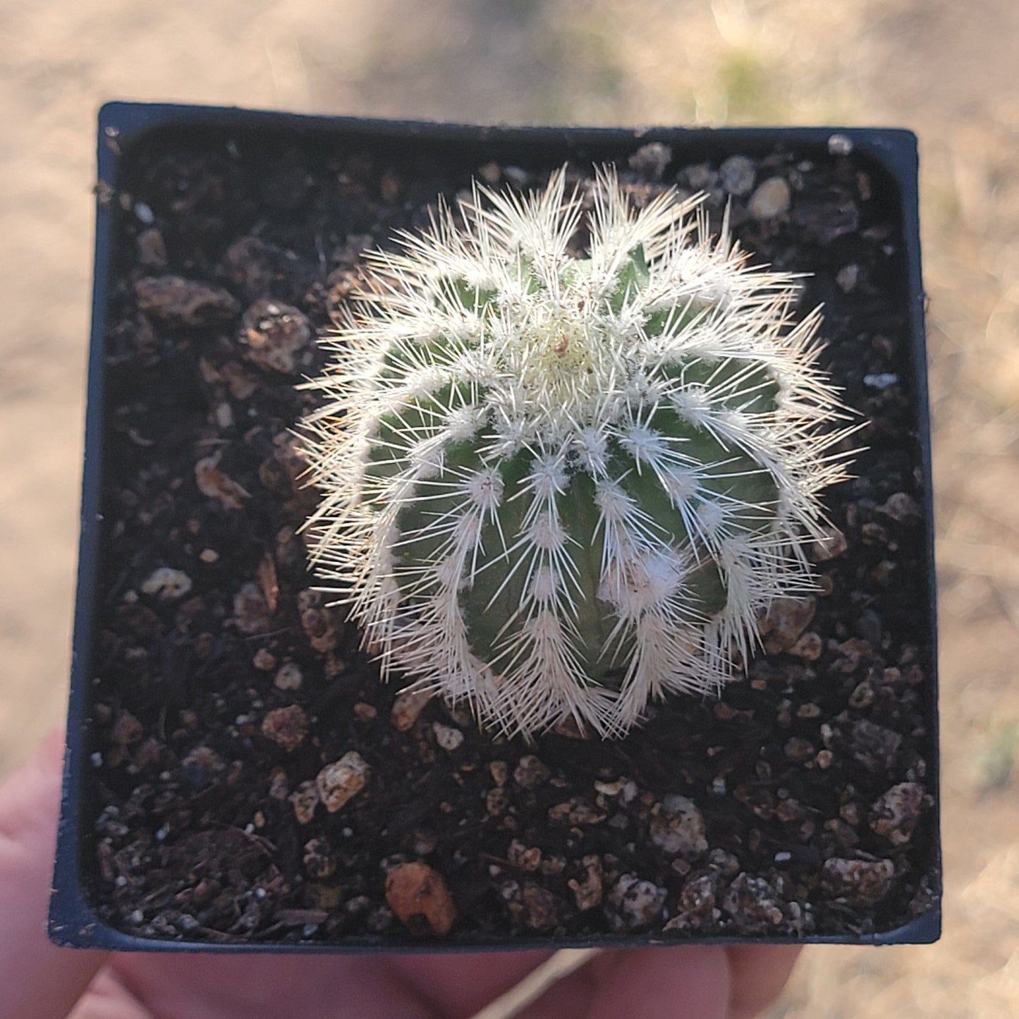 Echinocereus Reichenbachii var. Albispinus - 4A - Succulent - DesertScapeSucculent