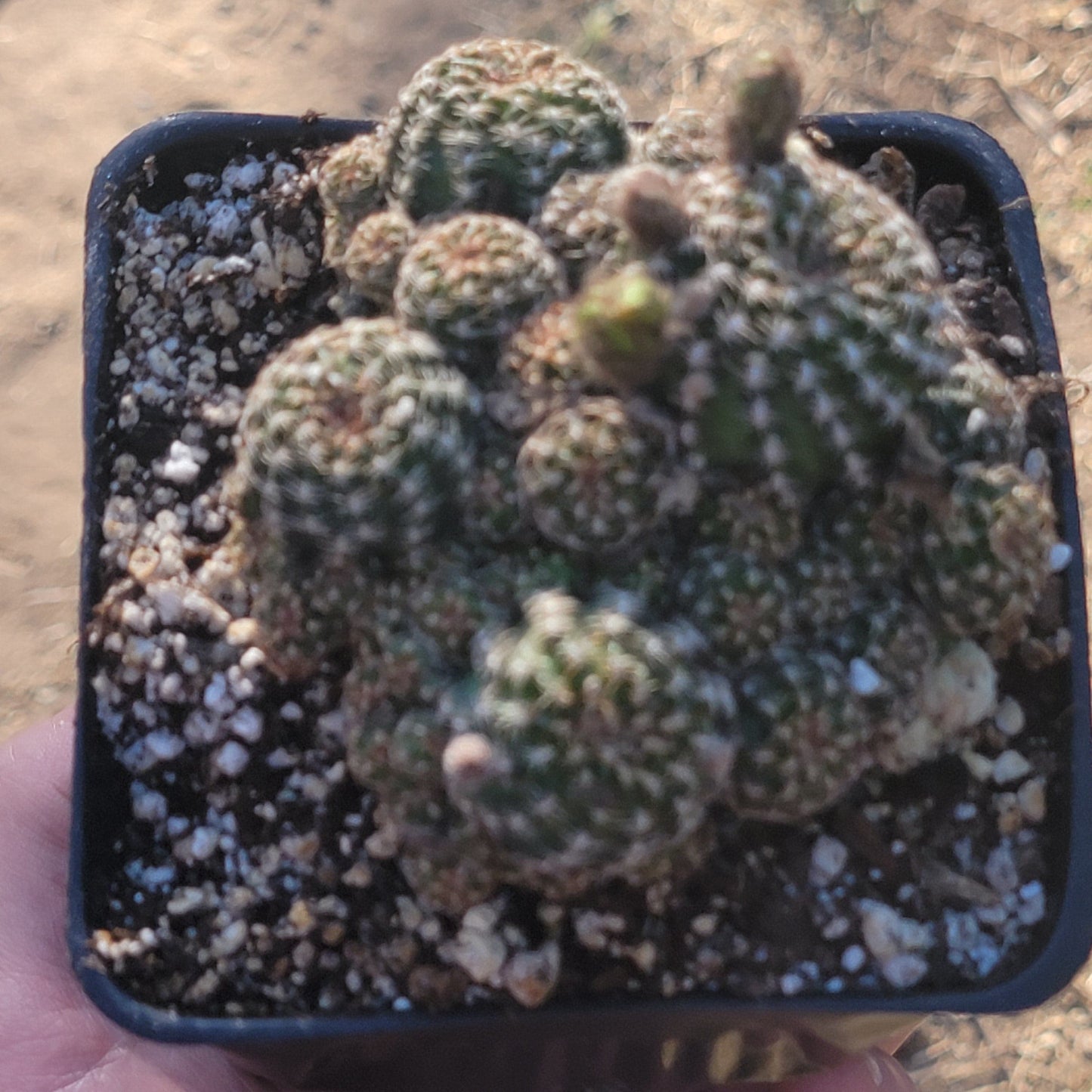 Echinopsis Tiegeliana var. Pusilla - 4 Inch Assorted - Succulent - DesertScapeSucculent