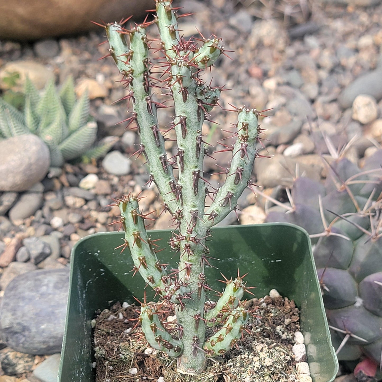 Euphorbia aeruginosa 'Miniature Saguaro' - 4 Inch Assorted - Succulent - DesertScapeSucculent
