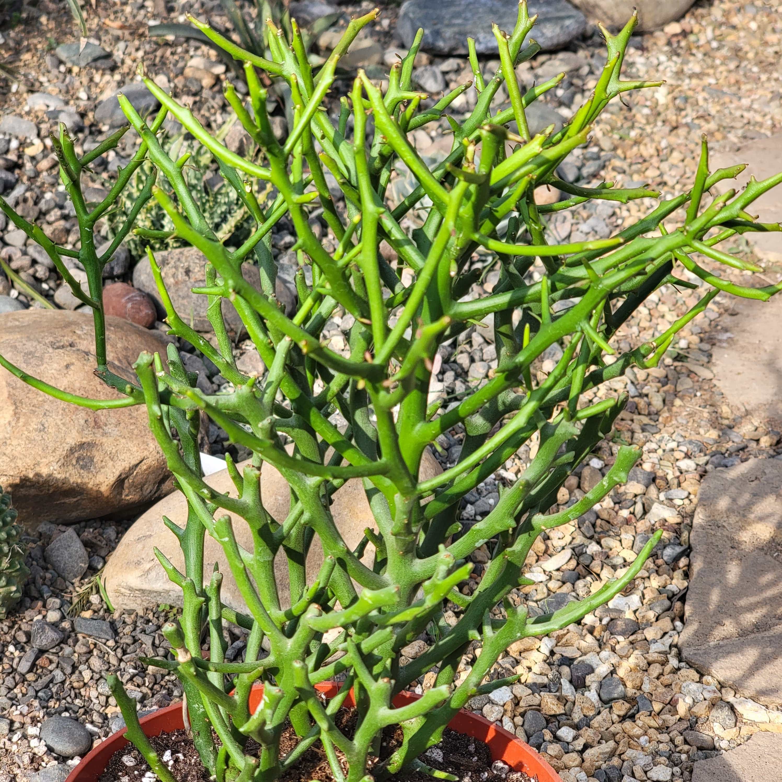 briar patch succulent Euphorbia 'Briar Patch'