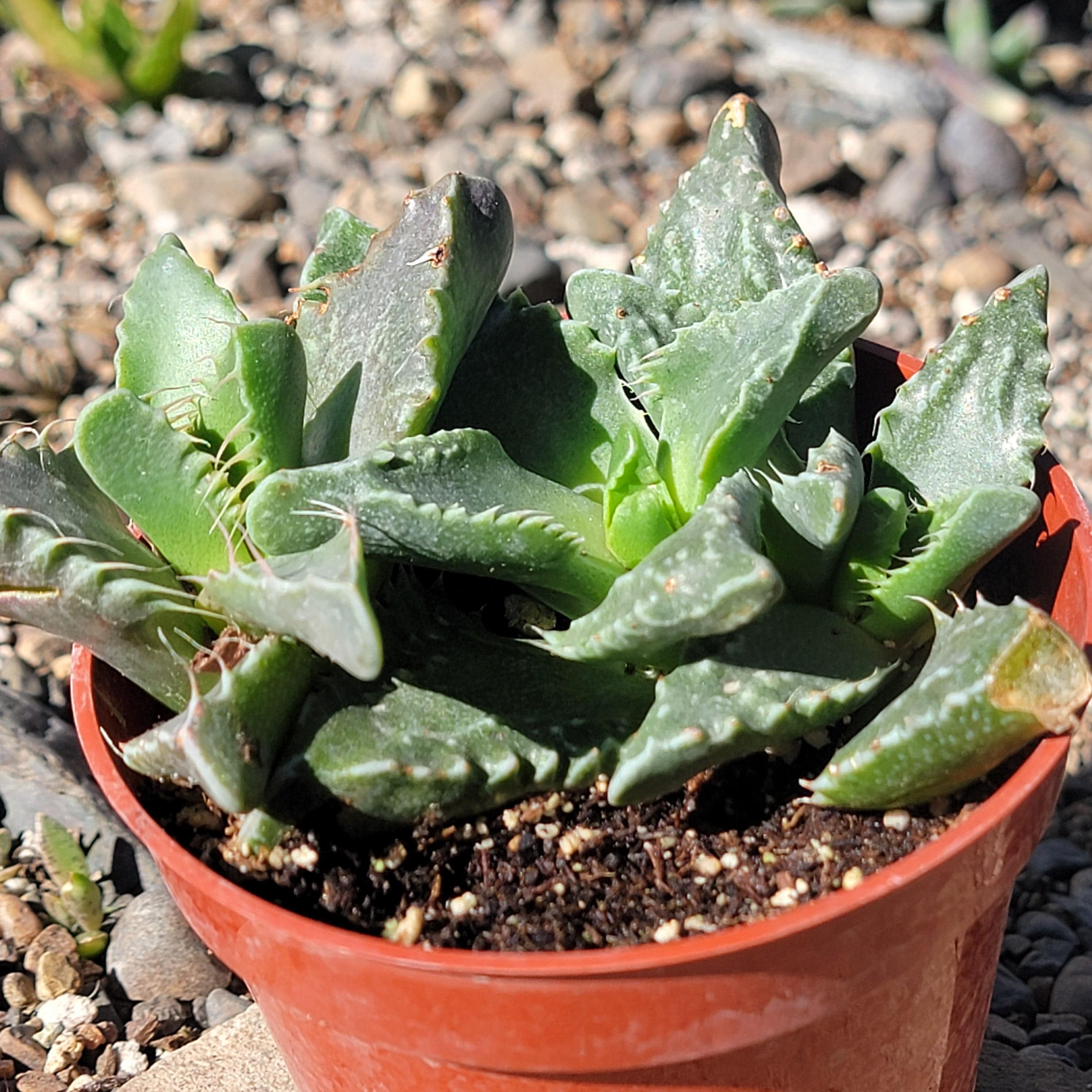 tiger plant succulent Faucaria Tigrina 'Tiger Jaws' – DesertScapeSucculent