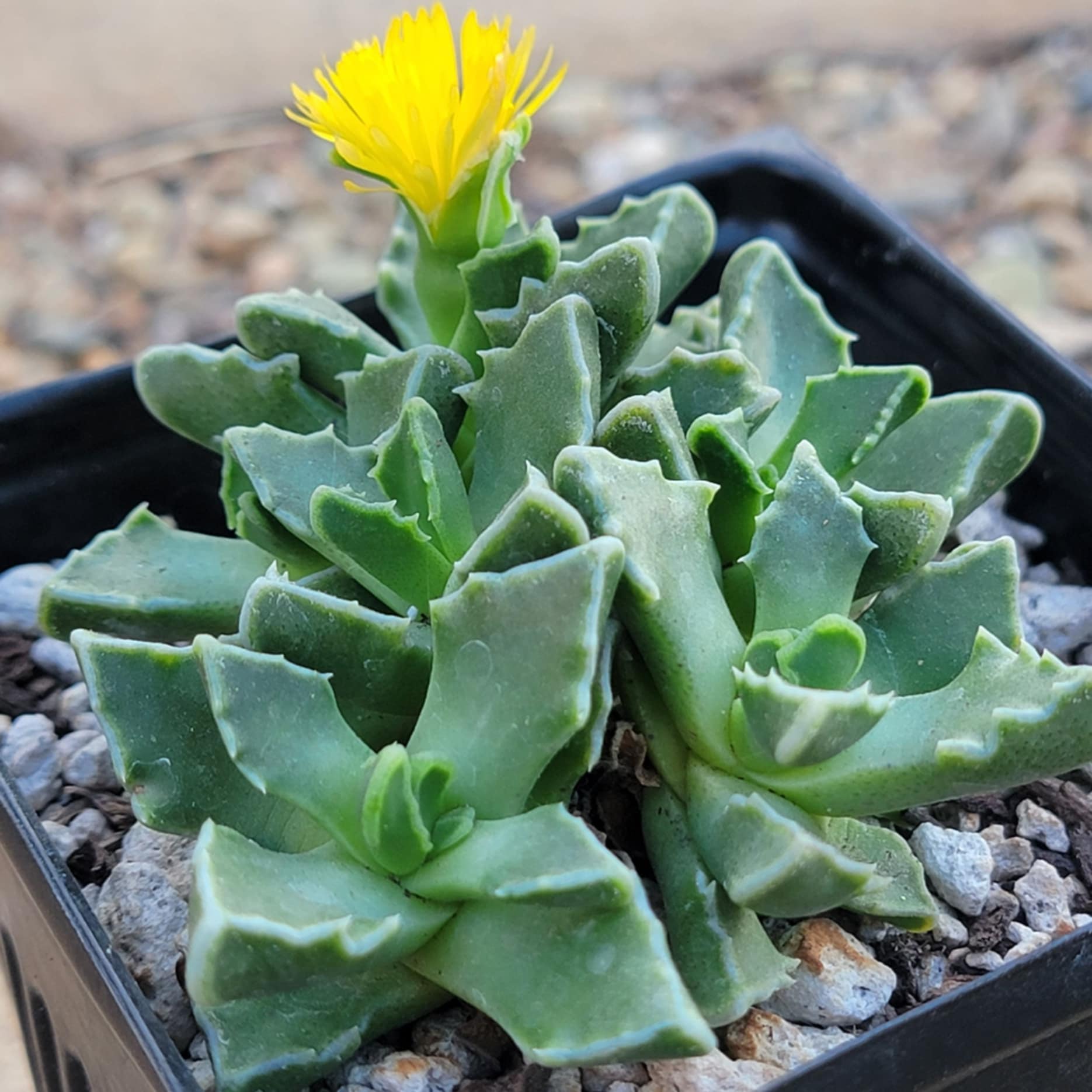 tiger jaw succulent Faucaria Tigrina 'Tiger Jaws' Variegated – DesertScapeSucculent