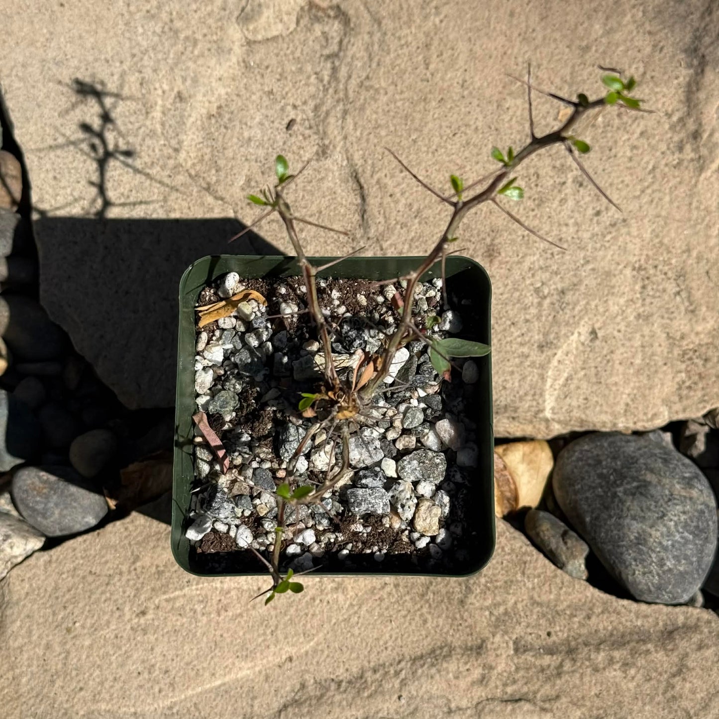 DesertScapeSucculent Succulent 4 Inch Fouquieria columnaris 'Boojum Tree'