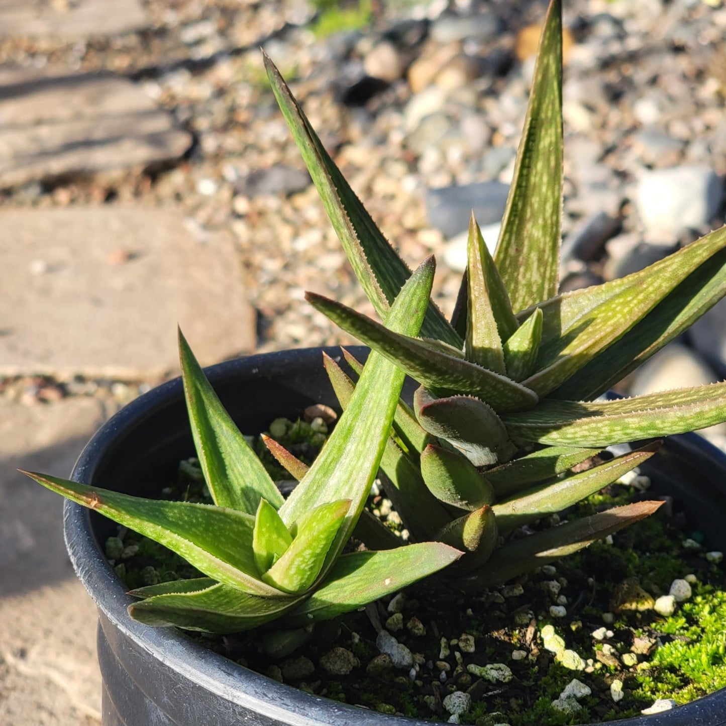 Gasteraloe ‘Green Gold’ - 1 gal Assorted - Succulent - DesertScapeSucculent