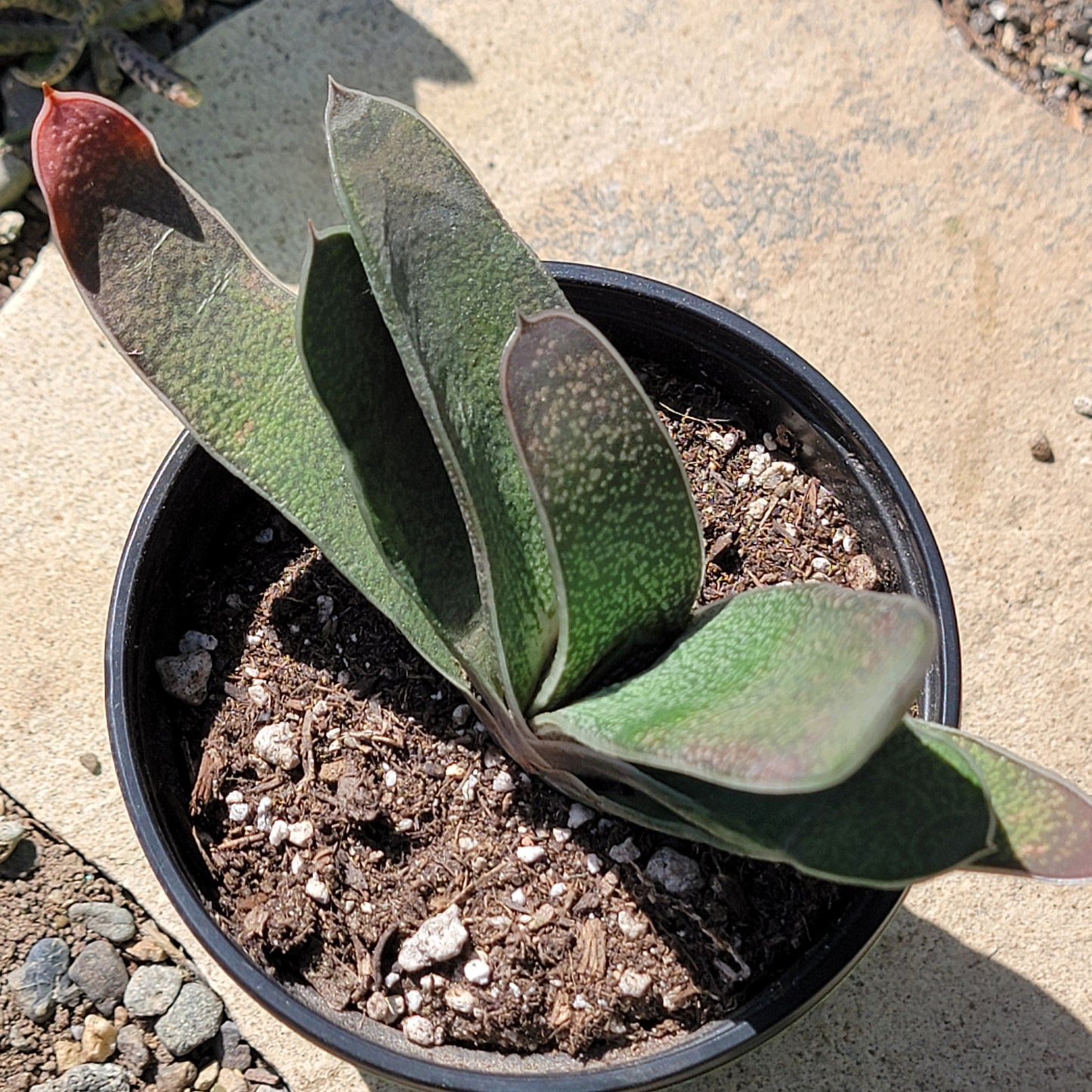 Gasteria pillansii - 4 Inch Assorted - Succulent - DesertScapeSucculent