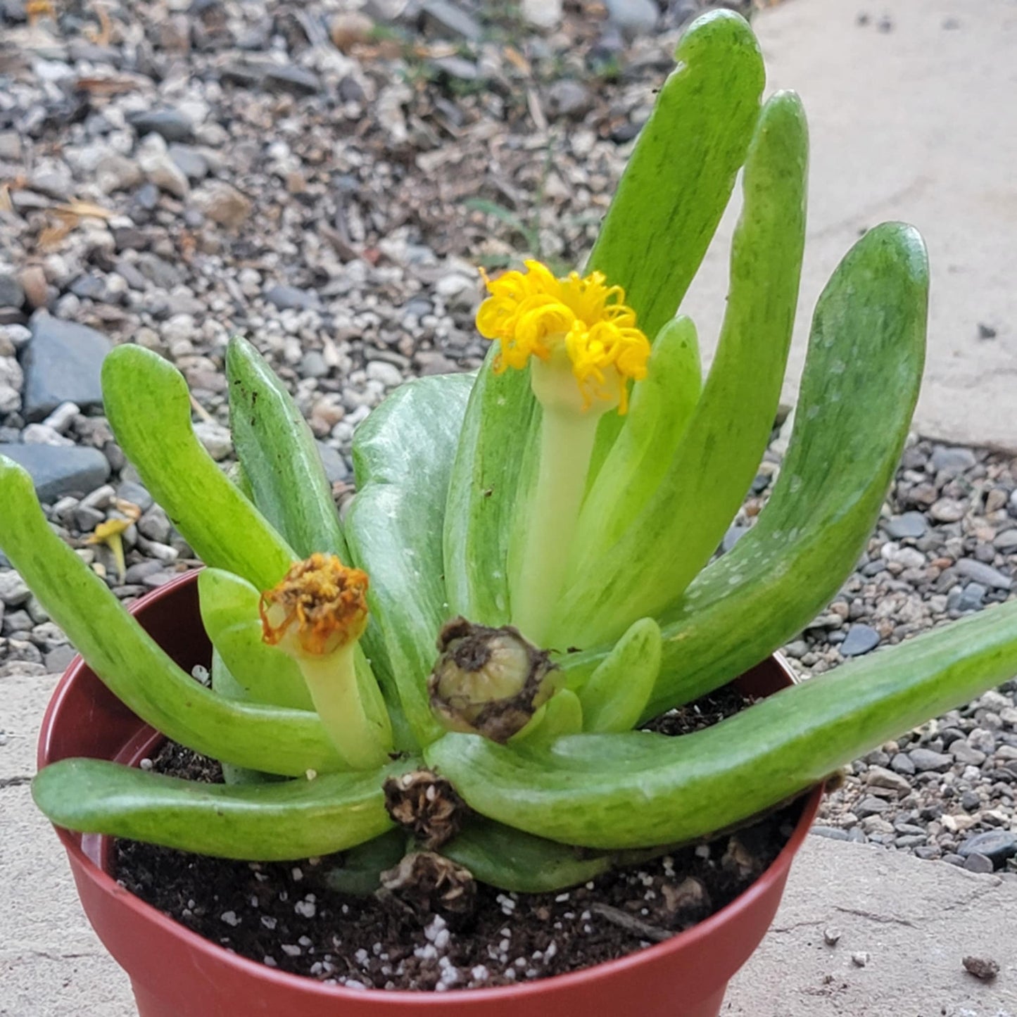 Glottiphyllum longum - 4 Inch Assorted - Succulent - DesertScapeSucculent