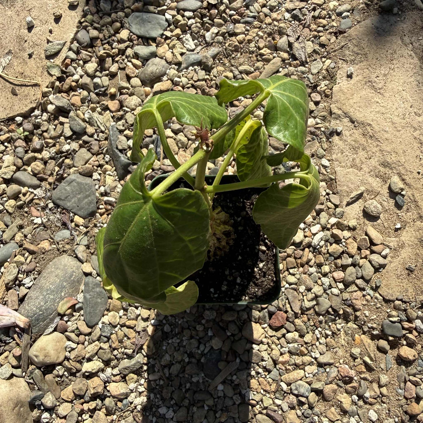 Gonolobus cyclophyllus - 4 Inch - Succulent - DesertScapeSucculent