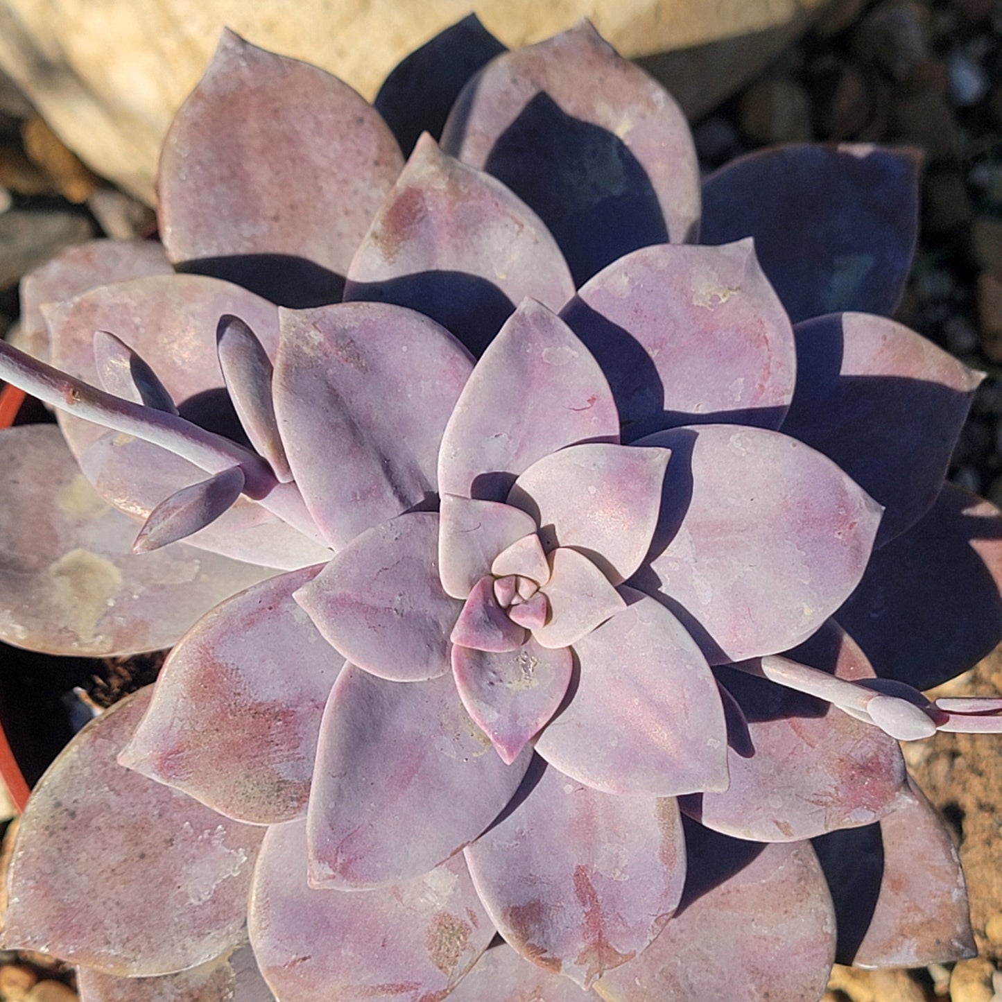 Graptopetalum pentandrum subsp. superbum - 4 Inch Assorted - Succulent - DesertScapeSucculent