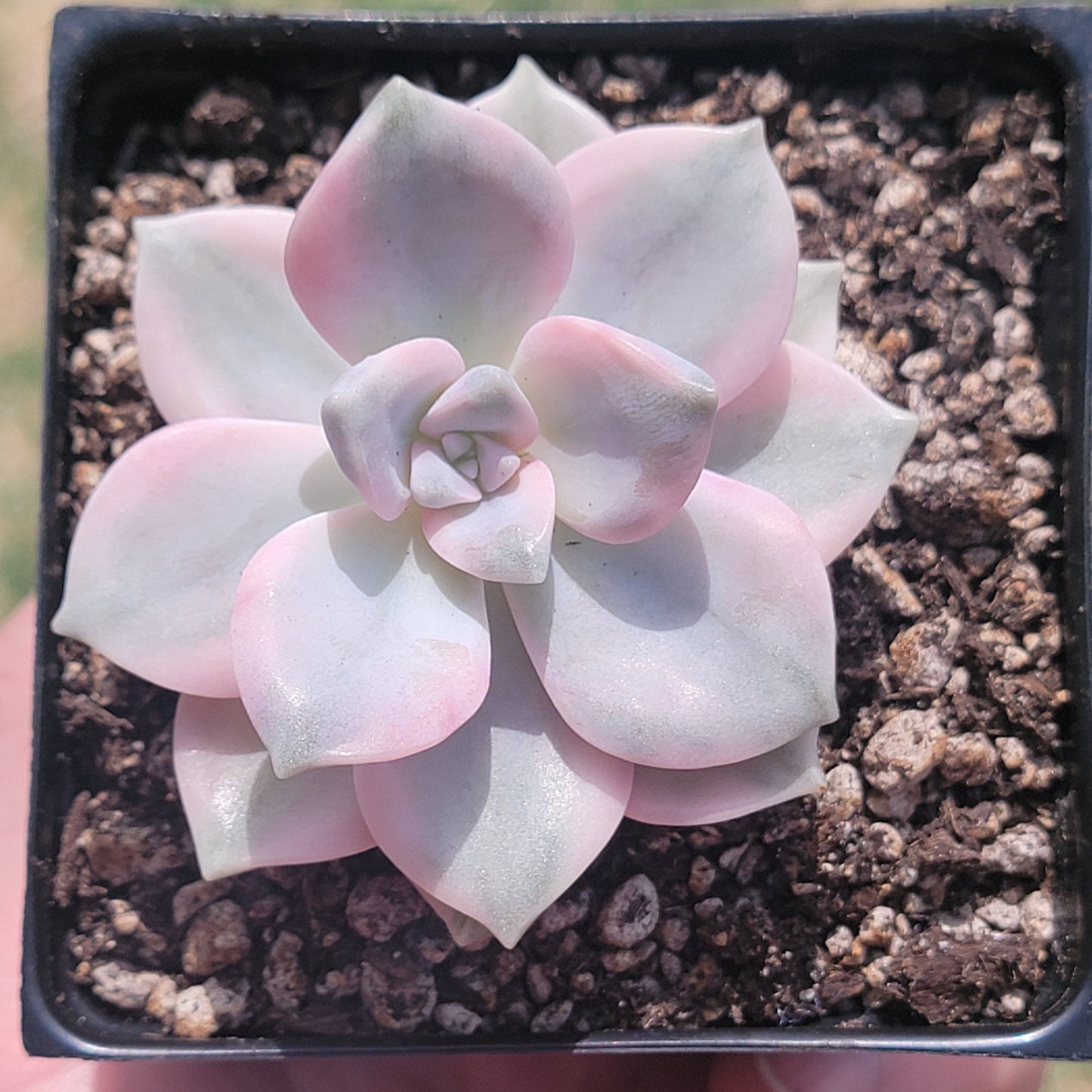 Graptopetalum Purple Delight Variegated (Rare Korean Succulent) - Single 3.5A - Succulent - DesertScapeSucculent