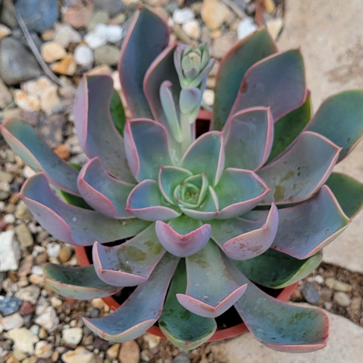 Graptoveria 'Fred Ives' - 4 Inch - Succulent - DesertScapeSucculent