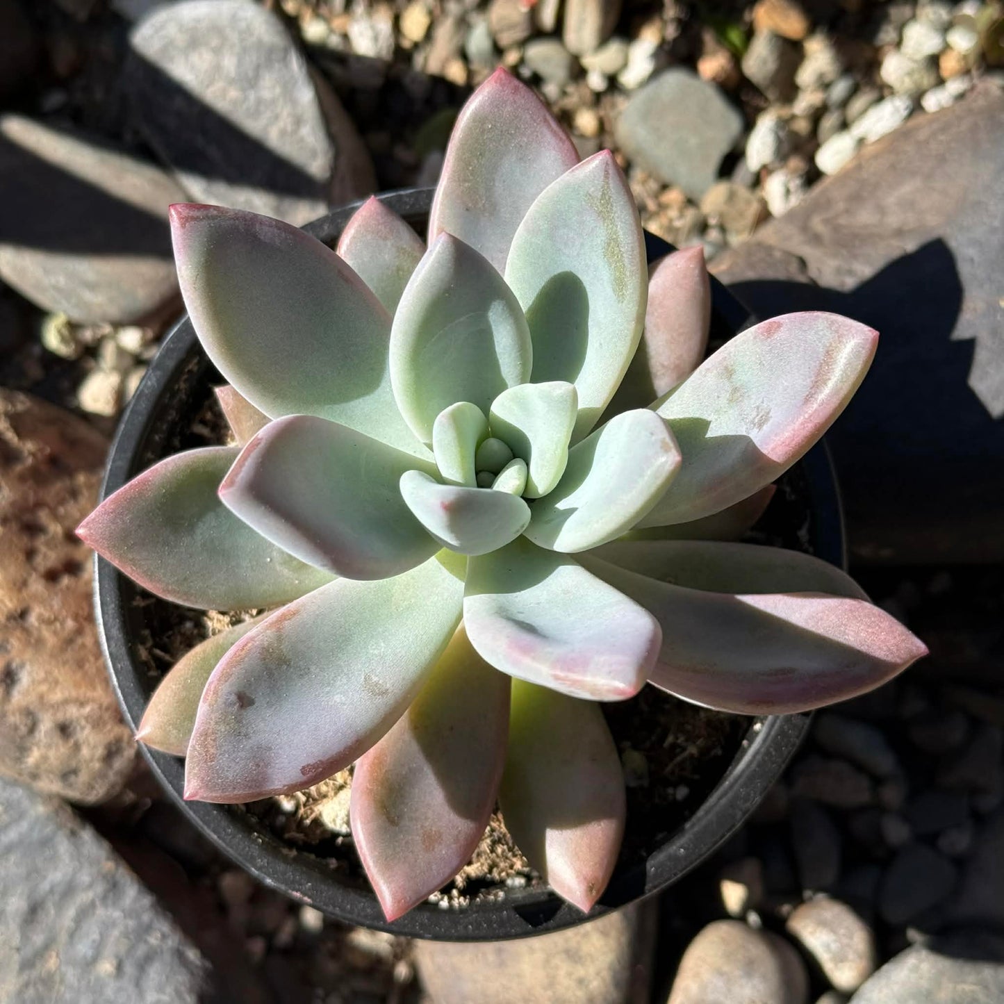 DesertScapeSucculent Succulent 4 Inch Graptoveria 'Pink Donna'
