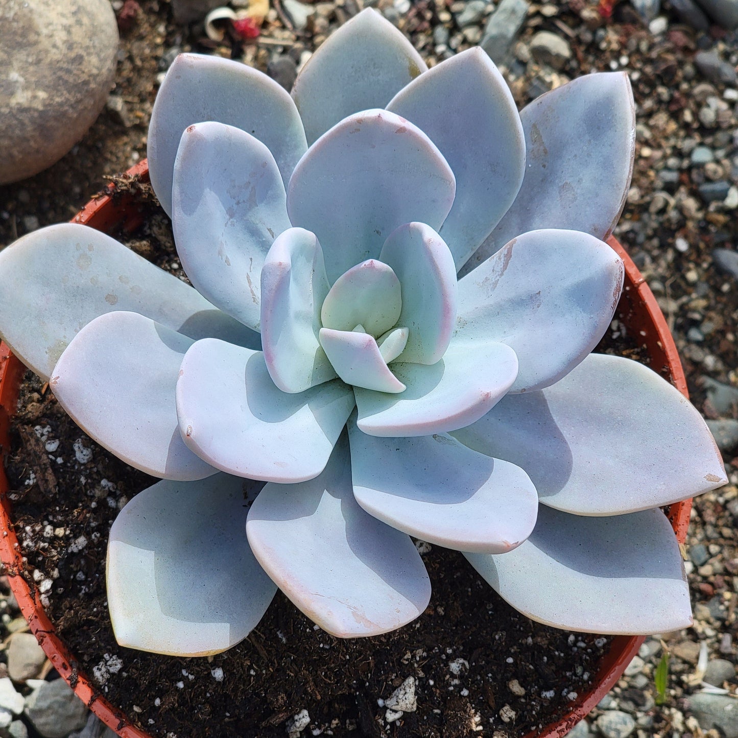 Graptoveria 'Platinum' - 6 Inch Assorted - Succulent - DesertScapeSucculent