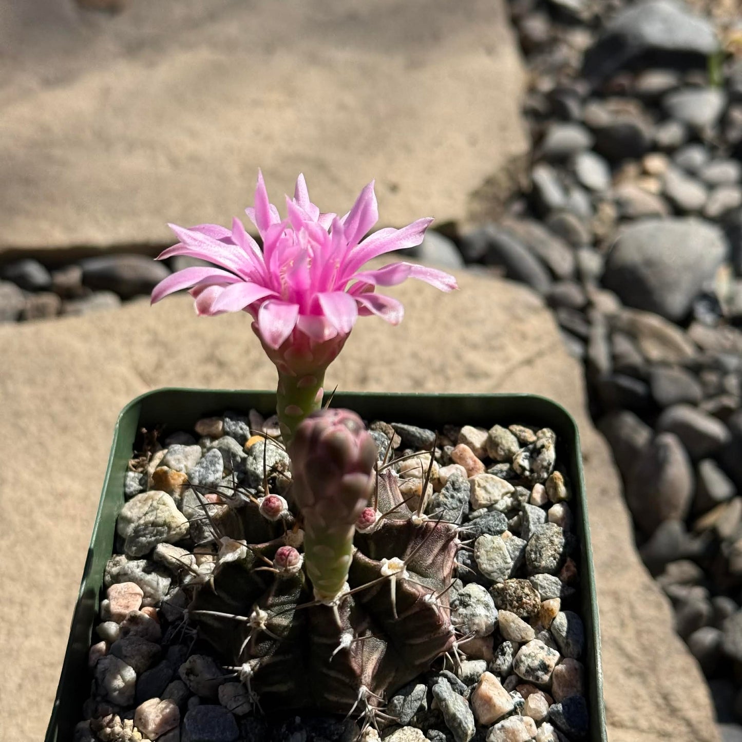 DesertScapeSucculent Succulent 4 Inch Assorted Gymnocalycium 'friedrichii'
