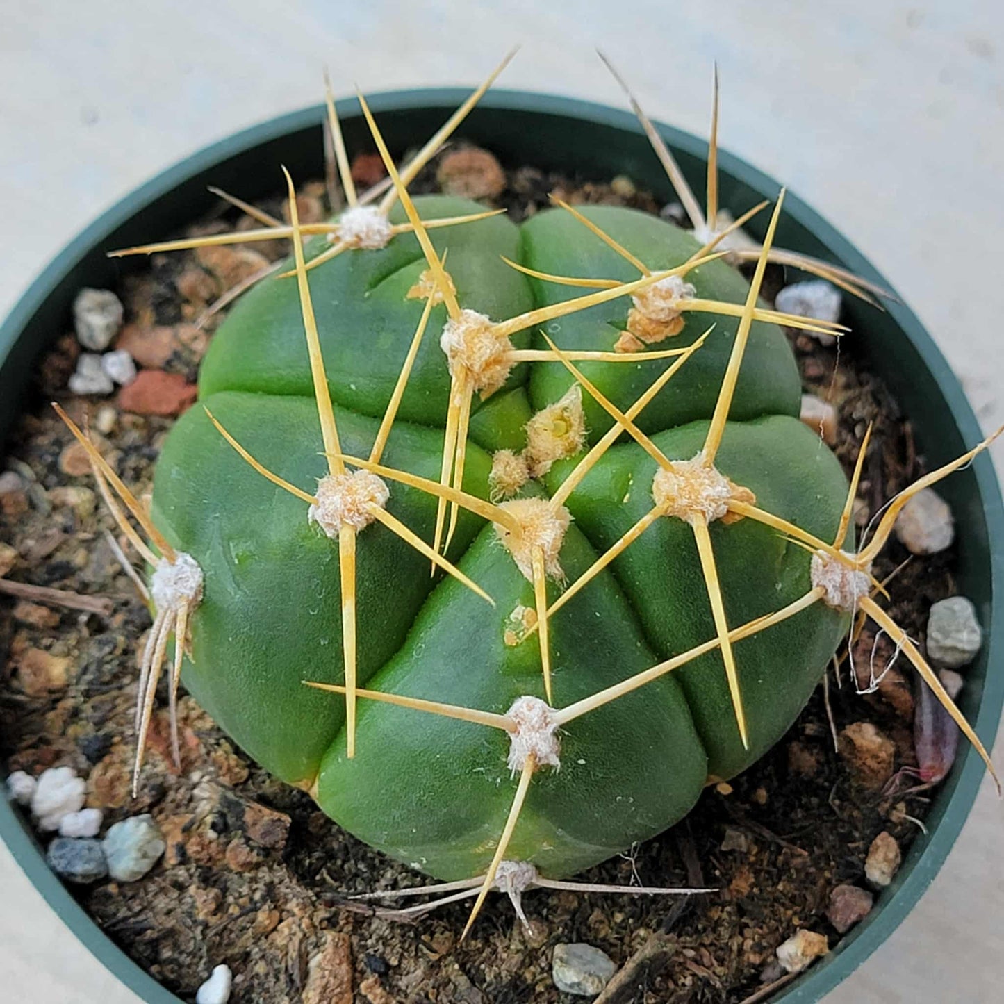 Gymnocalycium horstii ssp. 'Spider Cactus' - 4 Inch Assorted - Succulent - DesertScapeSucculent