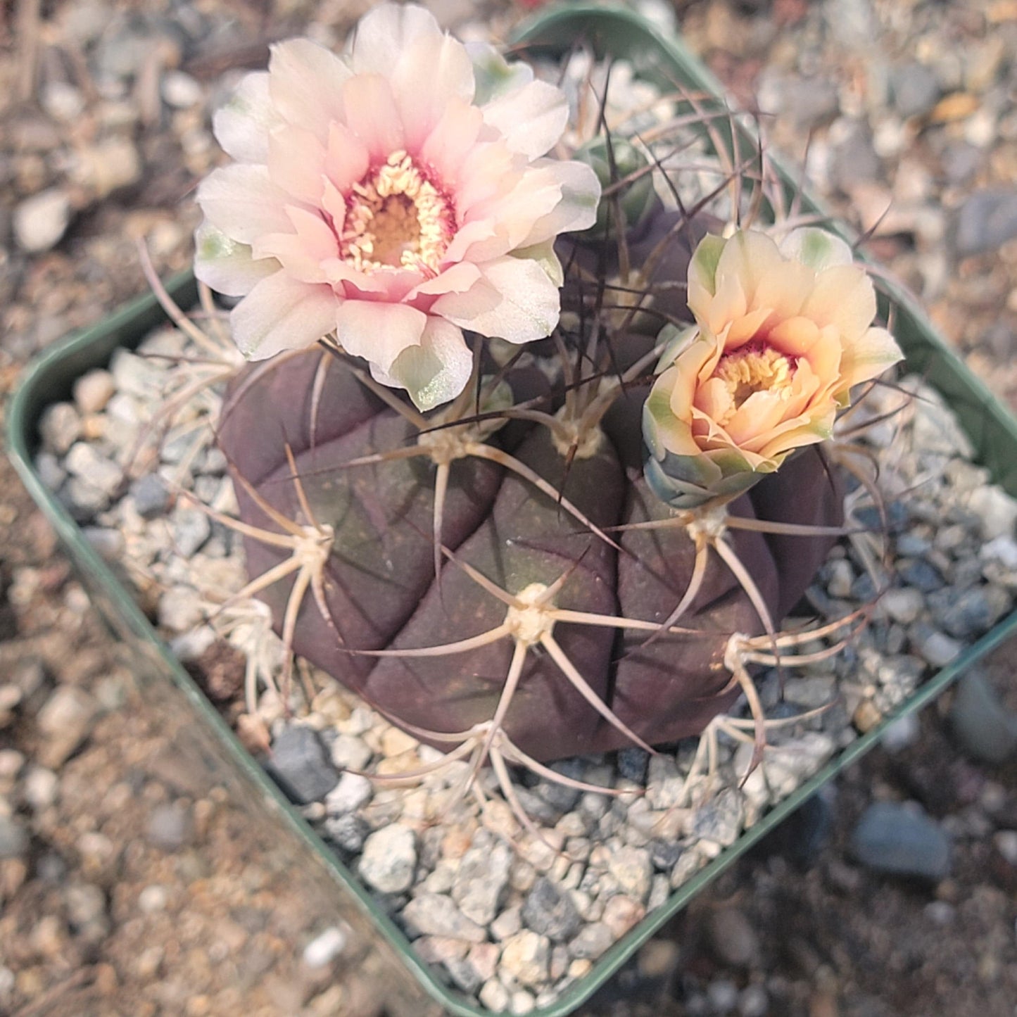 Gymnocalycium pflanzii var. albipulpa - 4 Inch Assorted - Cactus - DesertScapeSucculent