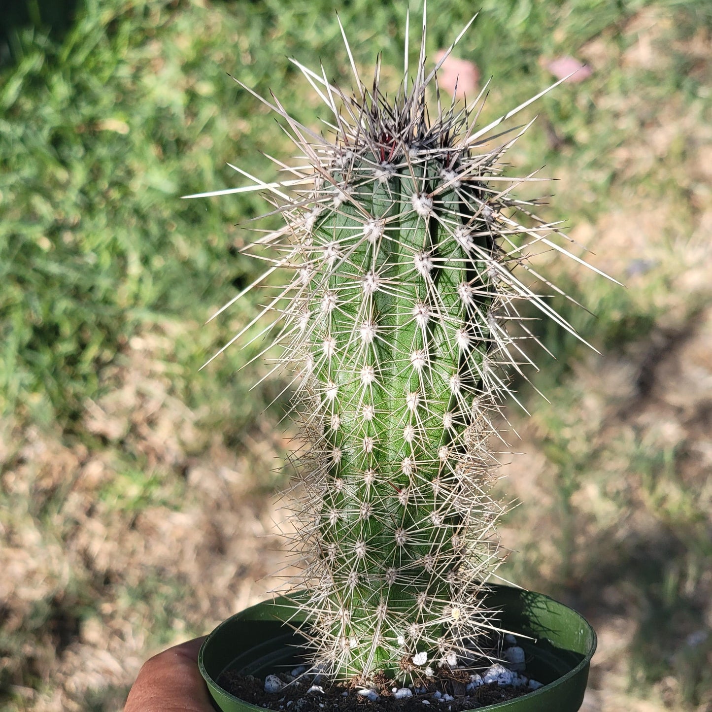 Haageocereus platinospinus - 4 Inch Assorted - Succulent - DesertScapeSucculent
