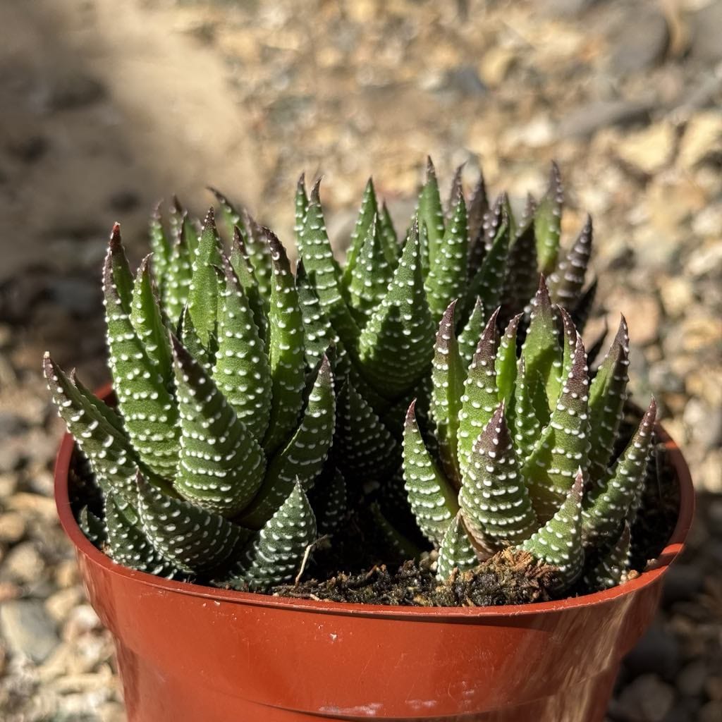 african succulents Haworthia 'African Pearls'