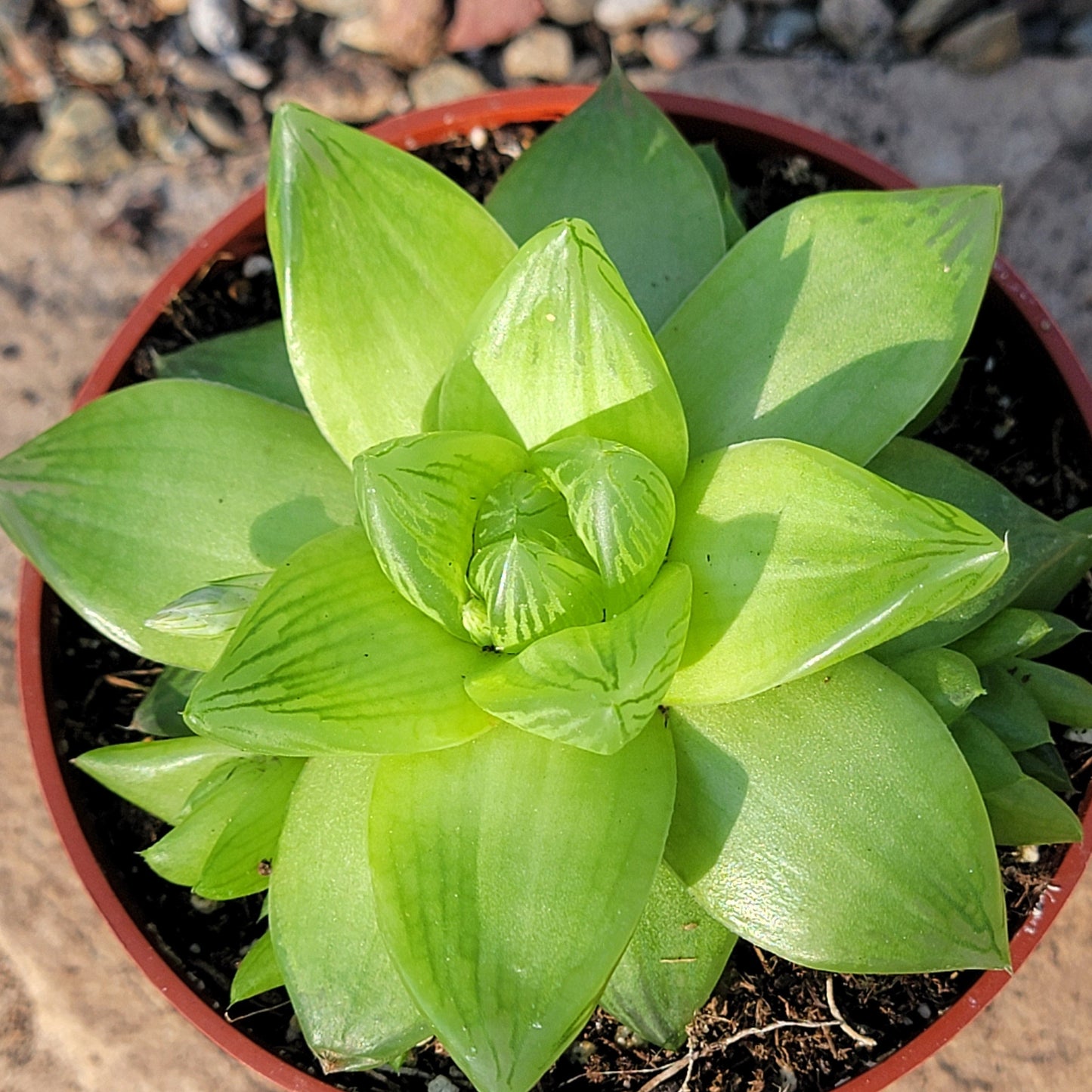 Haworthia cymbiformis f. planifolia - 4 Inch Assorted - Succulent - DesertScapeSucculent