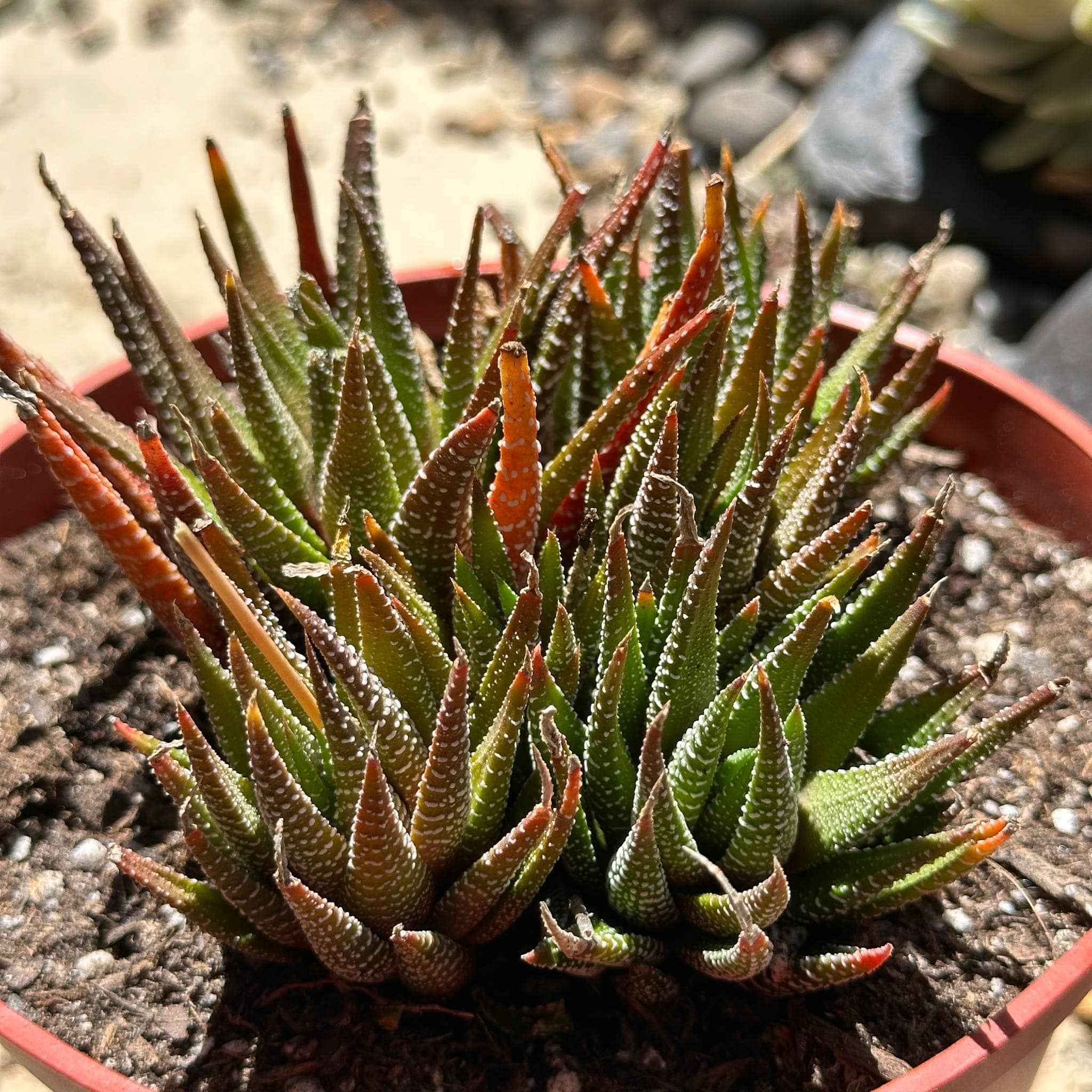 Haworthia fasciata 'Royal Albert' – DesertScapeSucculent