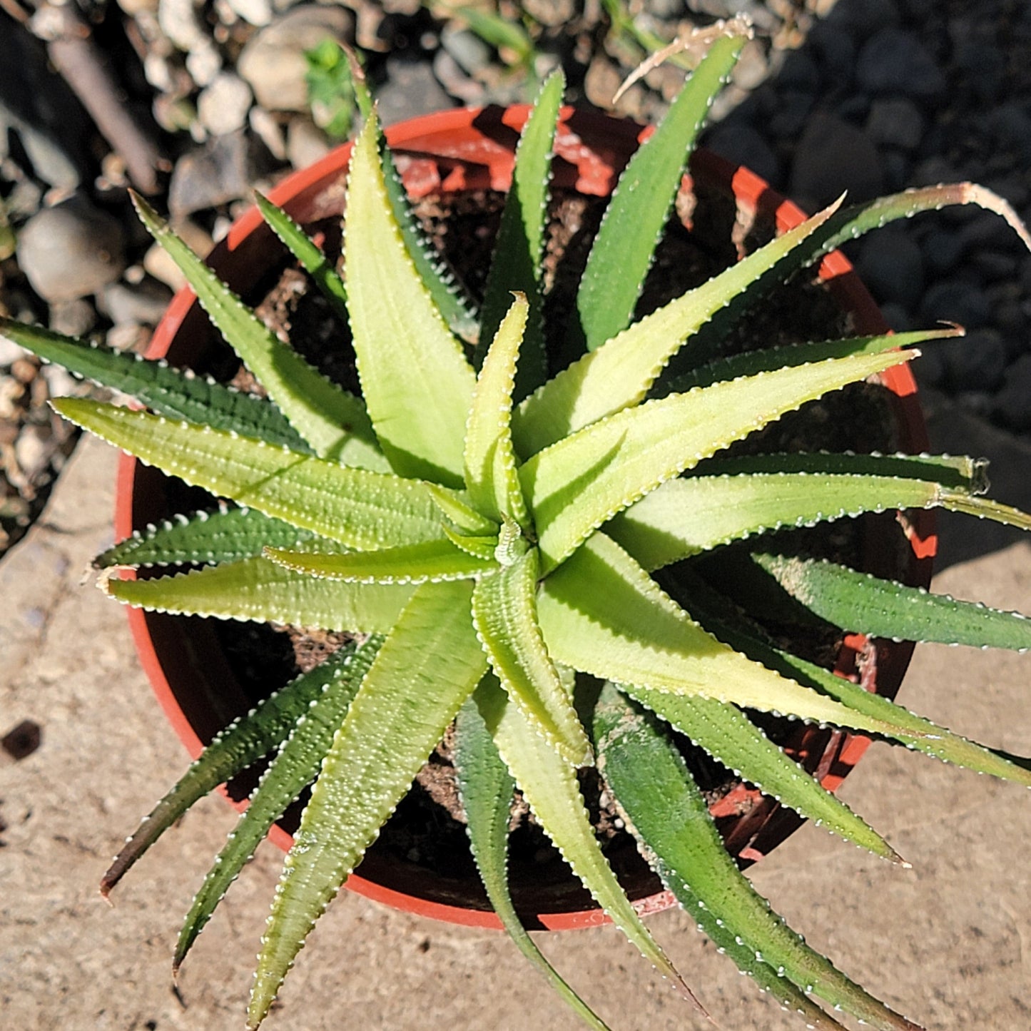 Haworthia Fasciata ‘Zebra Plant’ Var - 4 Inch Assorted - Succulent - DesertScapeSucculent