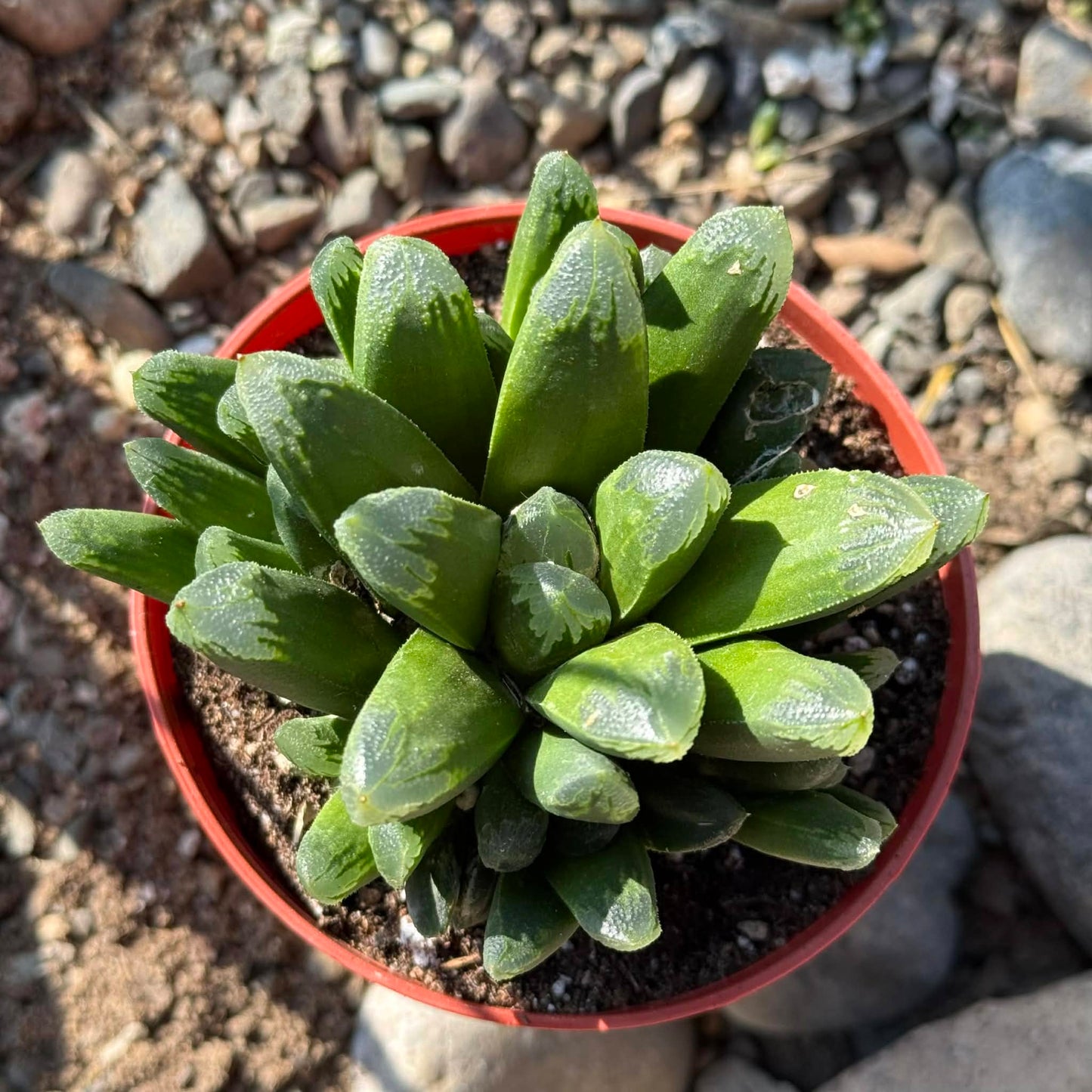 DesertScapeSucculent Succulent 4 Inch Haworthia maughanii