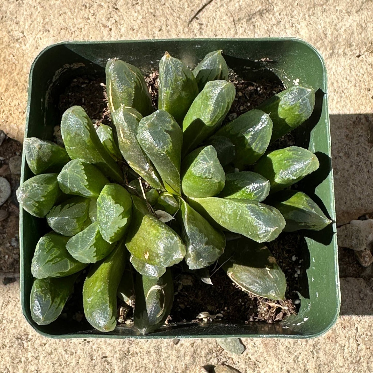 Haworthia maughanii - 4 Inch Assorted - Succulent - DesertScapeSucculent
