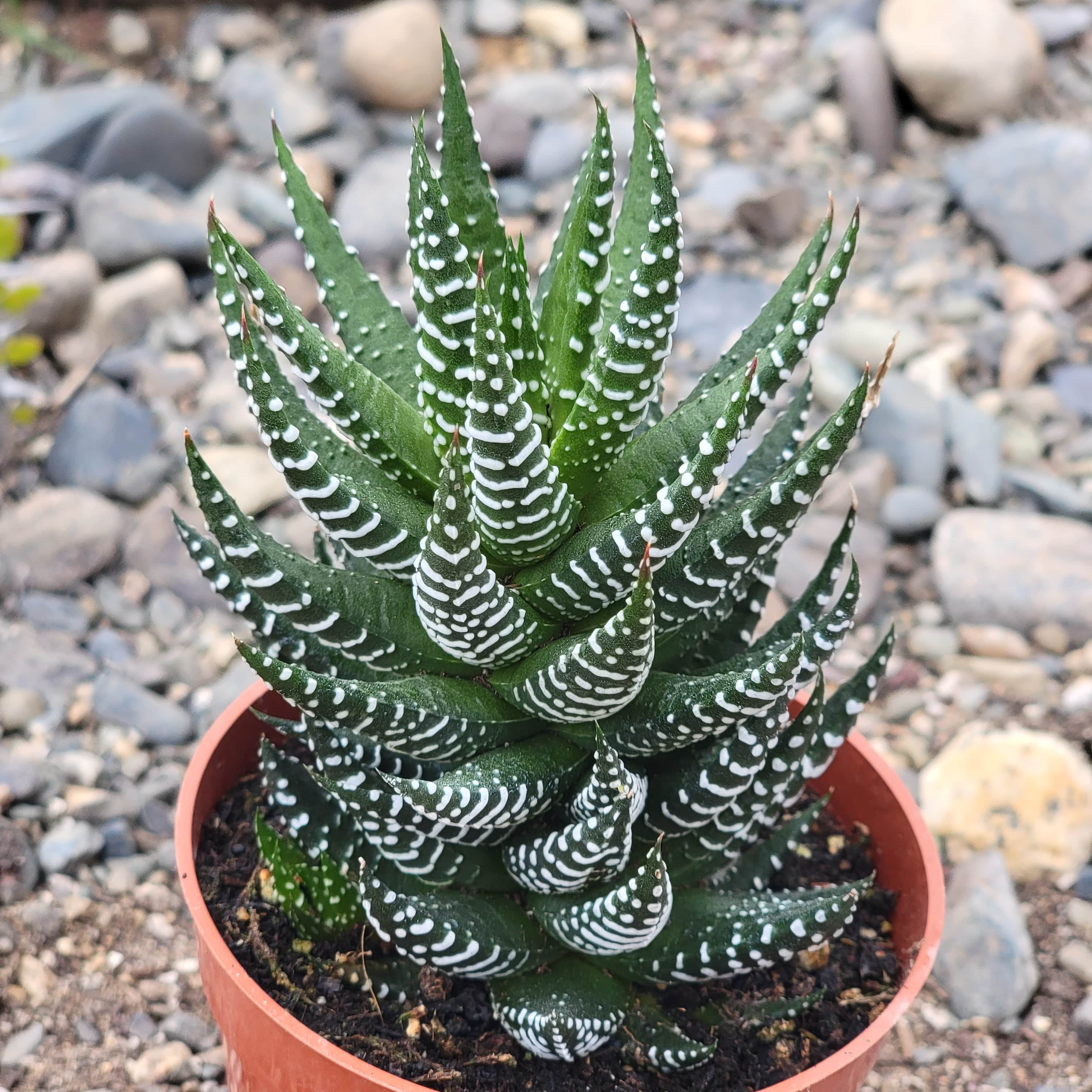 large zebra succulent Haworthia reinwardtii 'Zebra Wart'