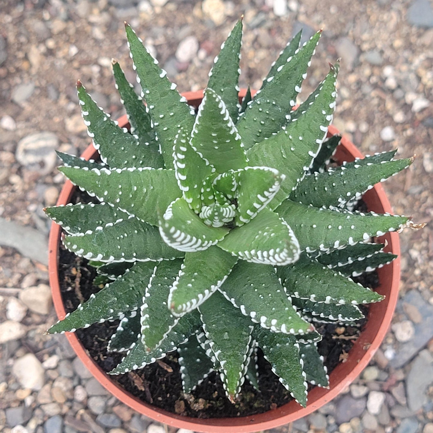 Haworthia reinwardtii 'Zebra Wart' - 4 Inch Assorted - Succulent - DesertScapeSucculent