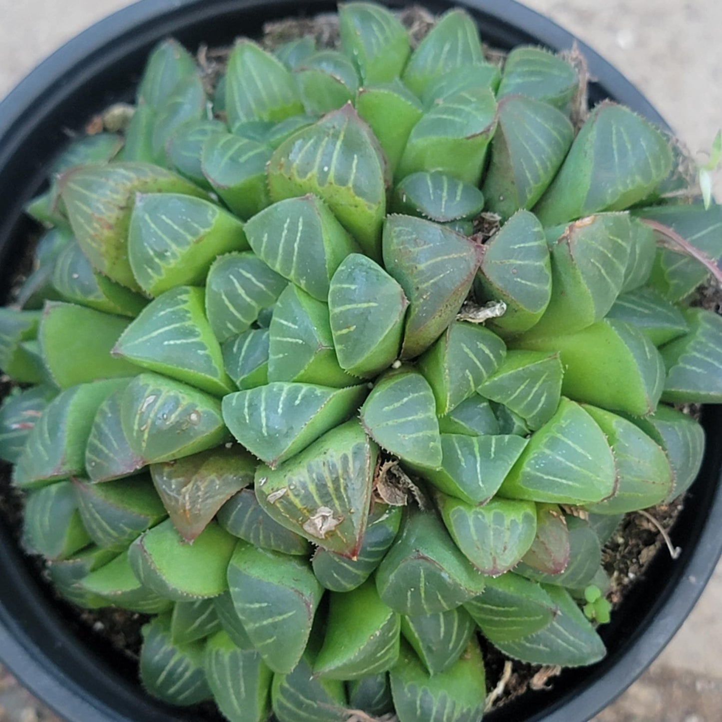 Haworthia retusa - 4 Inch Assorted - Succulent - DesertScapeSucculent
