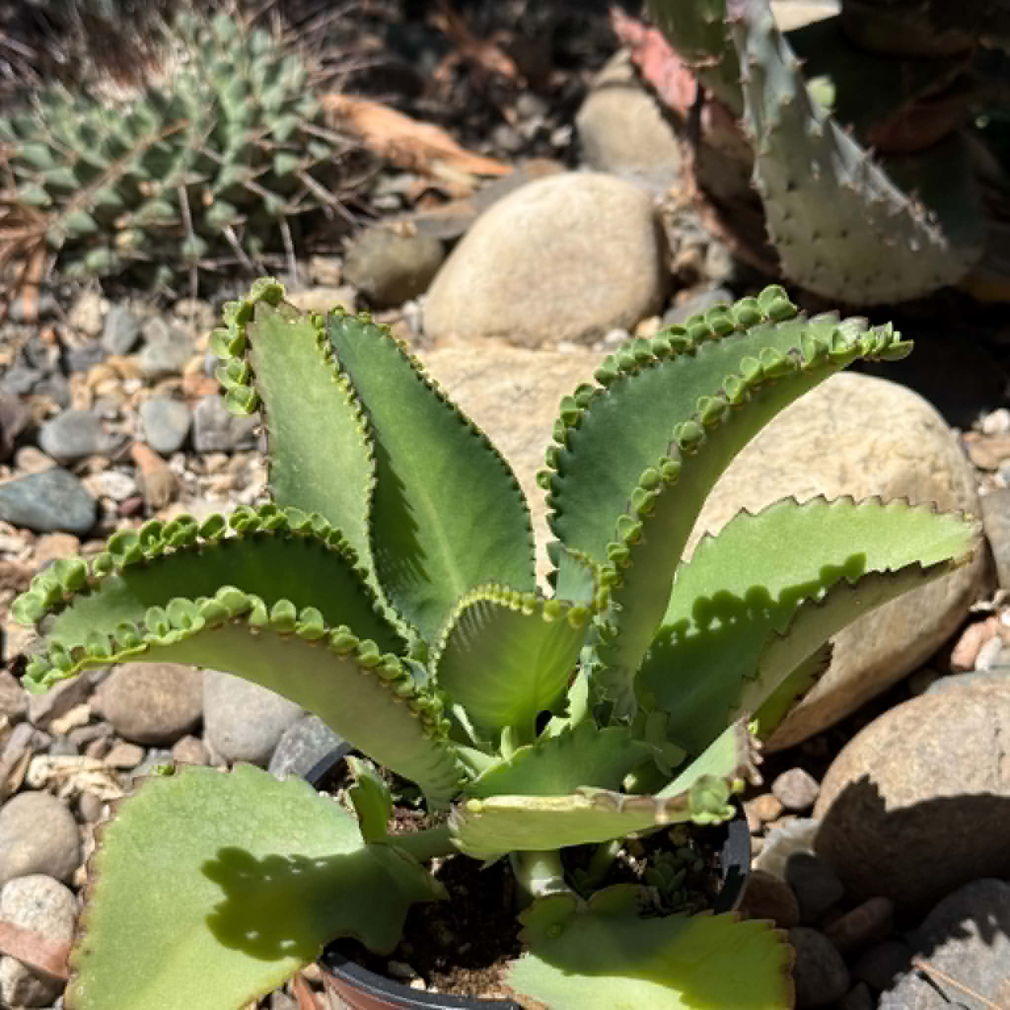 is kalanchoe a succulent plant Kalanchoe Daigremontiana 'Mother of Thousands' – DesertScapeSucculent
