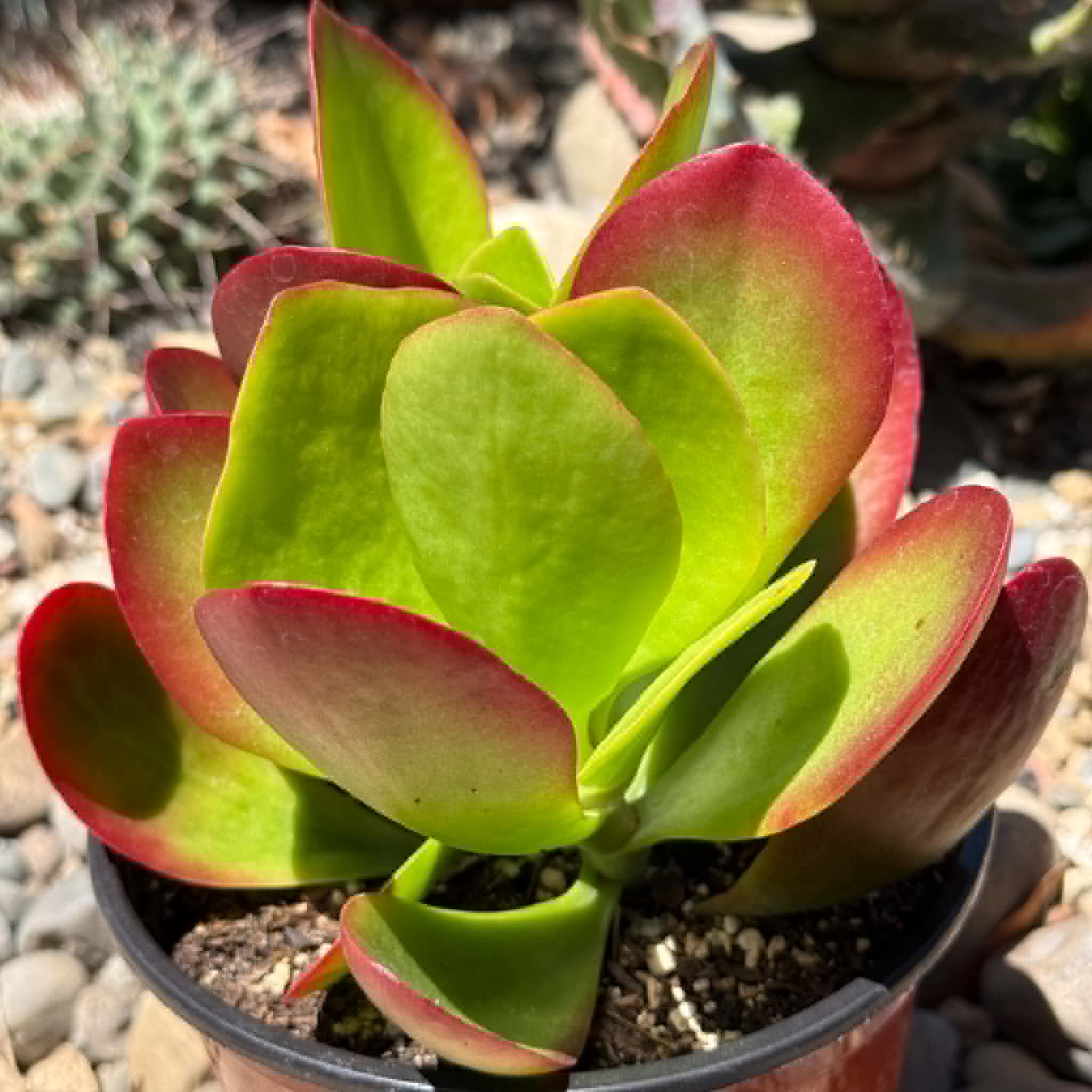 succulent plant kalanchoe Kalanchoe 'Dragonfire' – DesertScapeSucculent