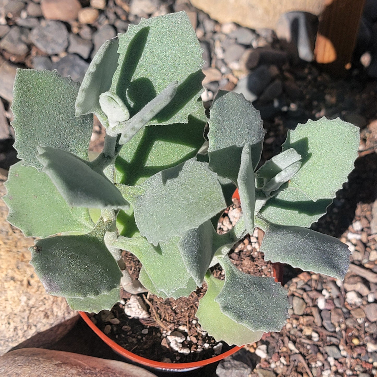 Kalanchoe millotii - 4 Inch Assorted - Succulent - DesertScapeSucculent