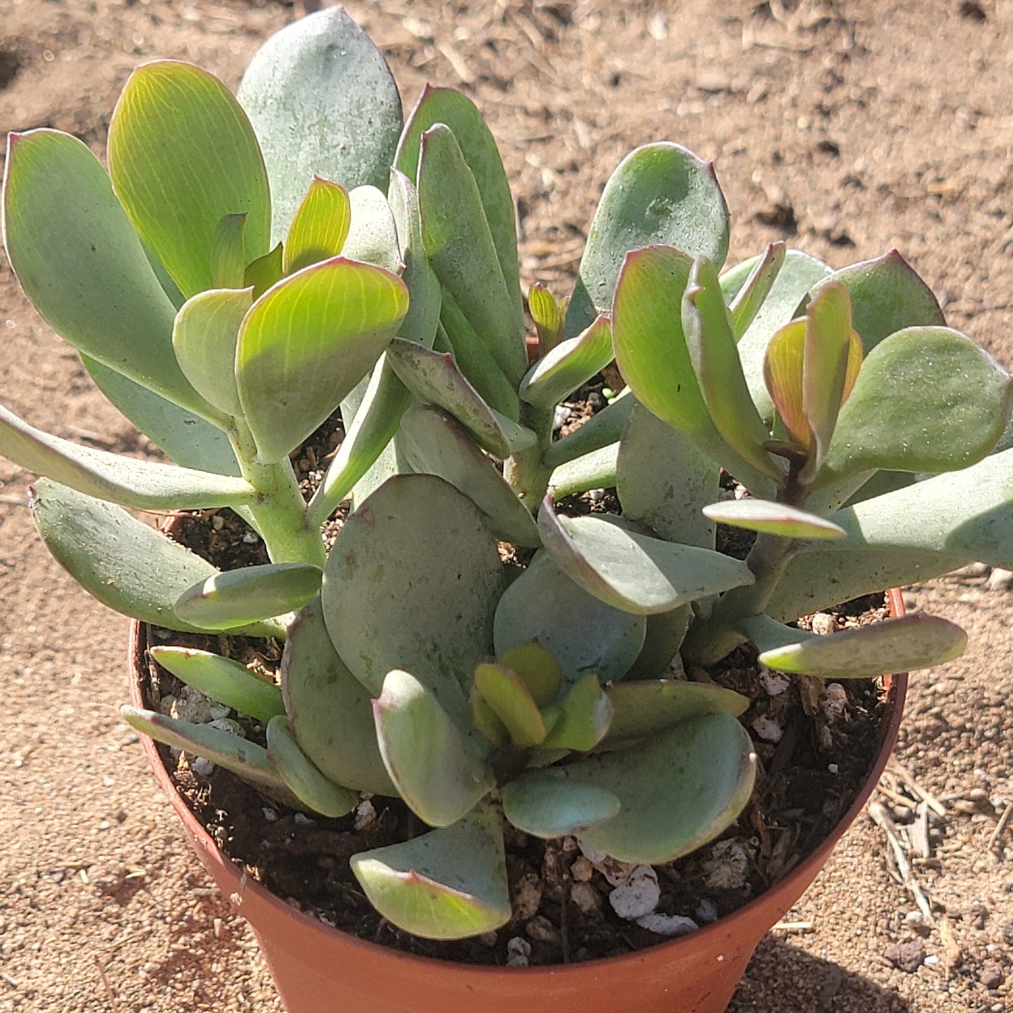 Kalanchoe scapigera 'Mealy Kalanchoe' - 4 Inch Assorted - Succulent - DesertScapeSucculent