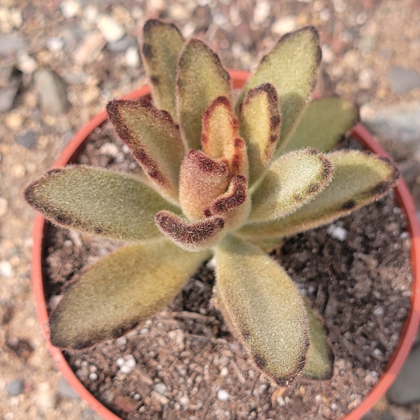 Kalanchoe tomentosa 'Chocolate Soldier' - 4 Inch Assorted - Succulent - DesertScapeSucculent