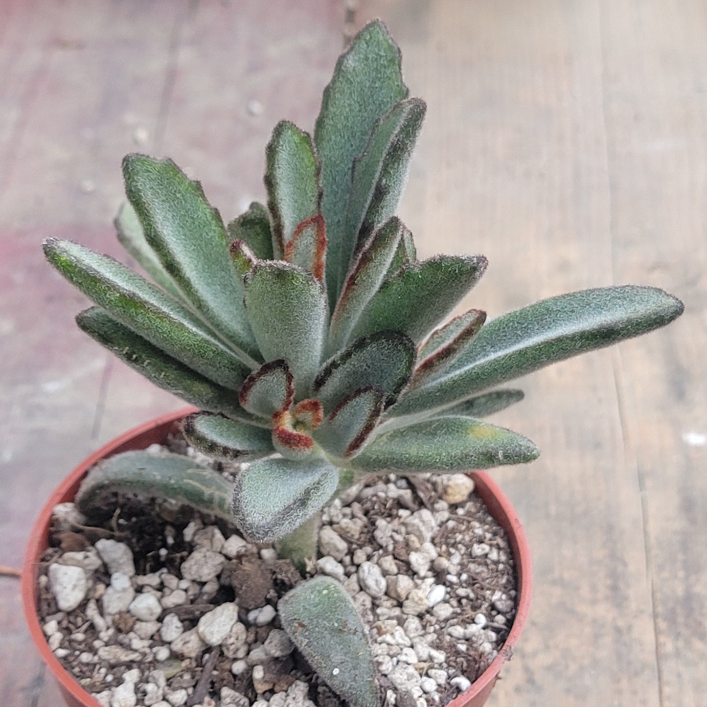 Kalanchoe tomentosa 'Nigrum' - 4 Inch Assorted - Succulent - DesertScapeSucculent