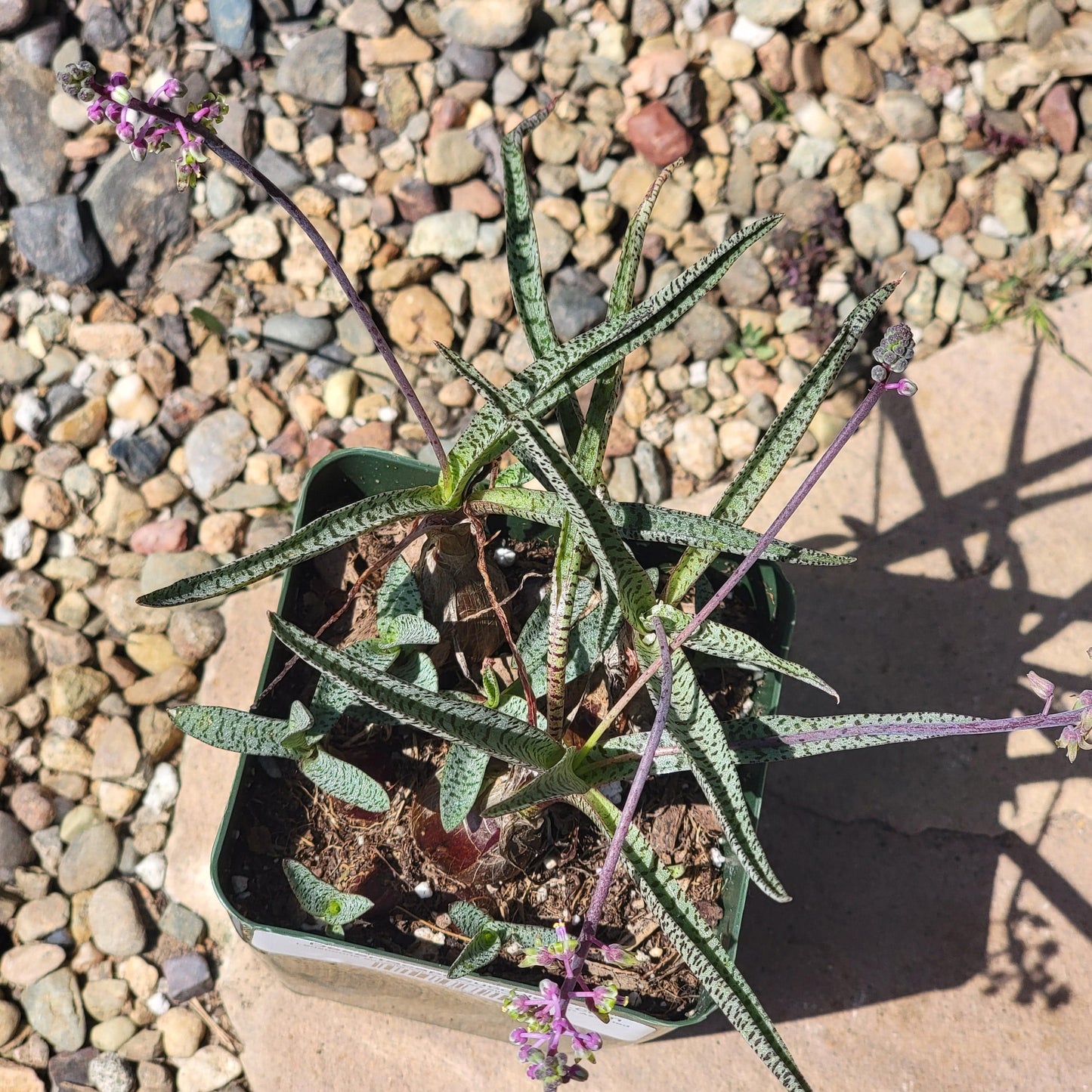 Ledebouria socialis 'Minor' 'Dwarf Silver Squill' - 4 Inch Assorted - Succulent - DesertScapeSucculent