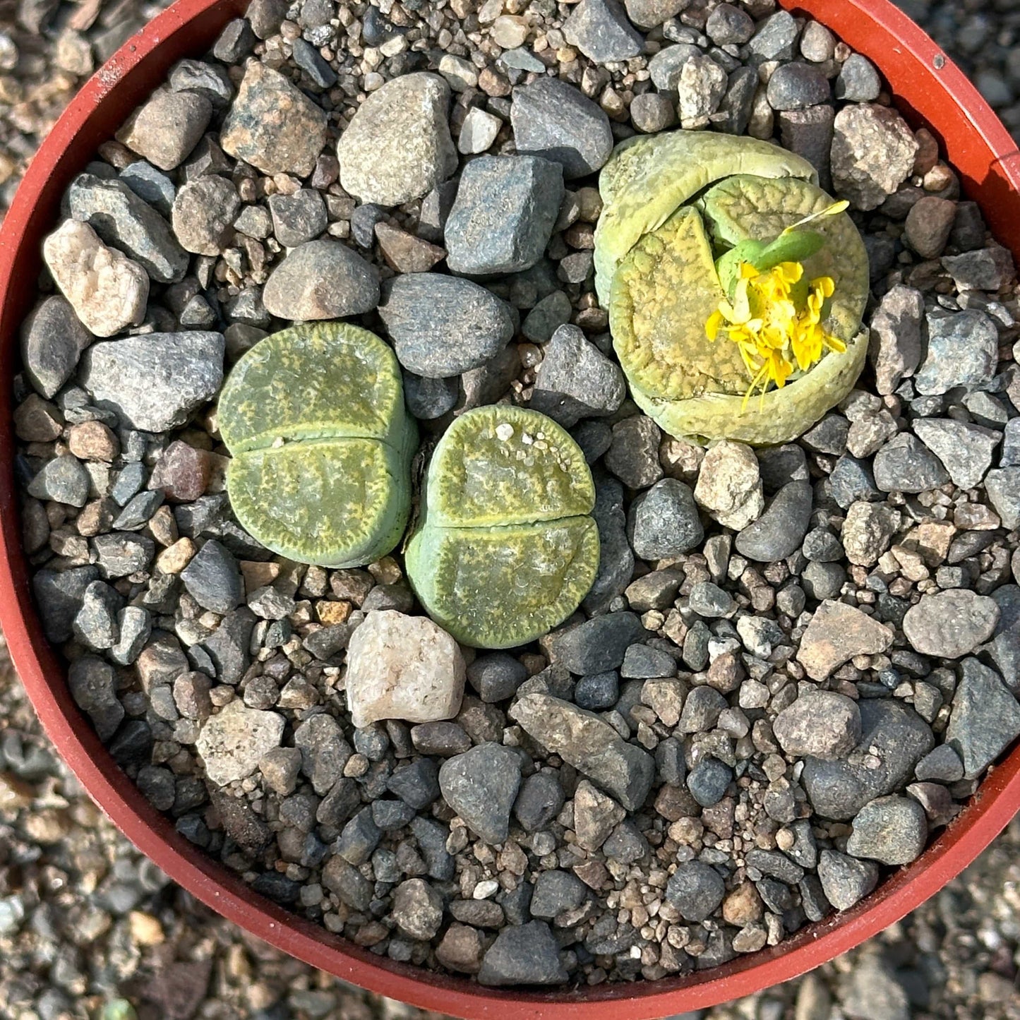 Lithops 'Lesliei' Vivid Green - 4 Inch Assorted - Succulent - DesertScapeSucculent