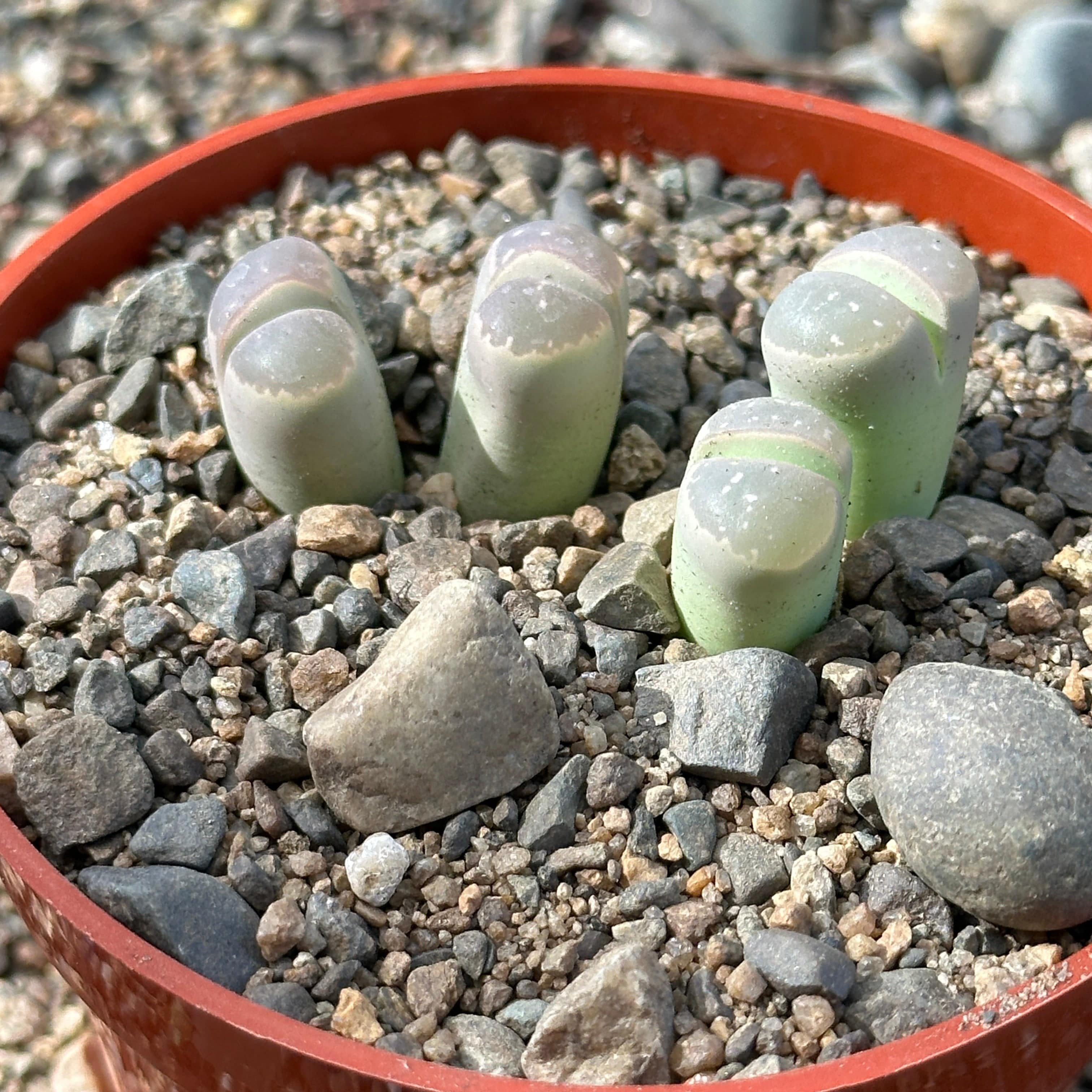 lithops succulents Lithops olivacea – DesertScapeSucculent