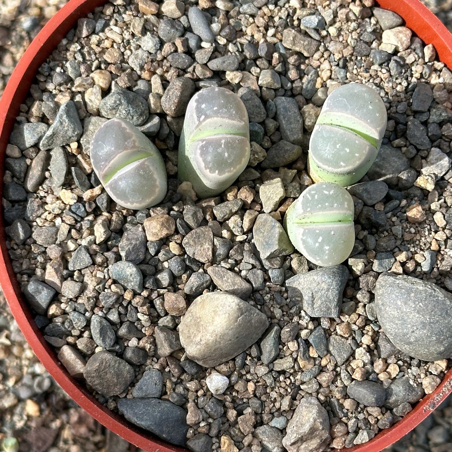 Lithops olivacea - 4 Inch Assorted - Succulent - DesertScapeSucculent