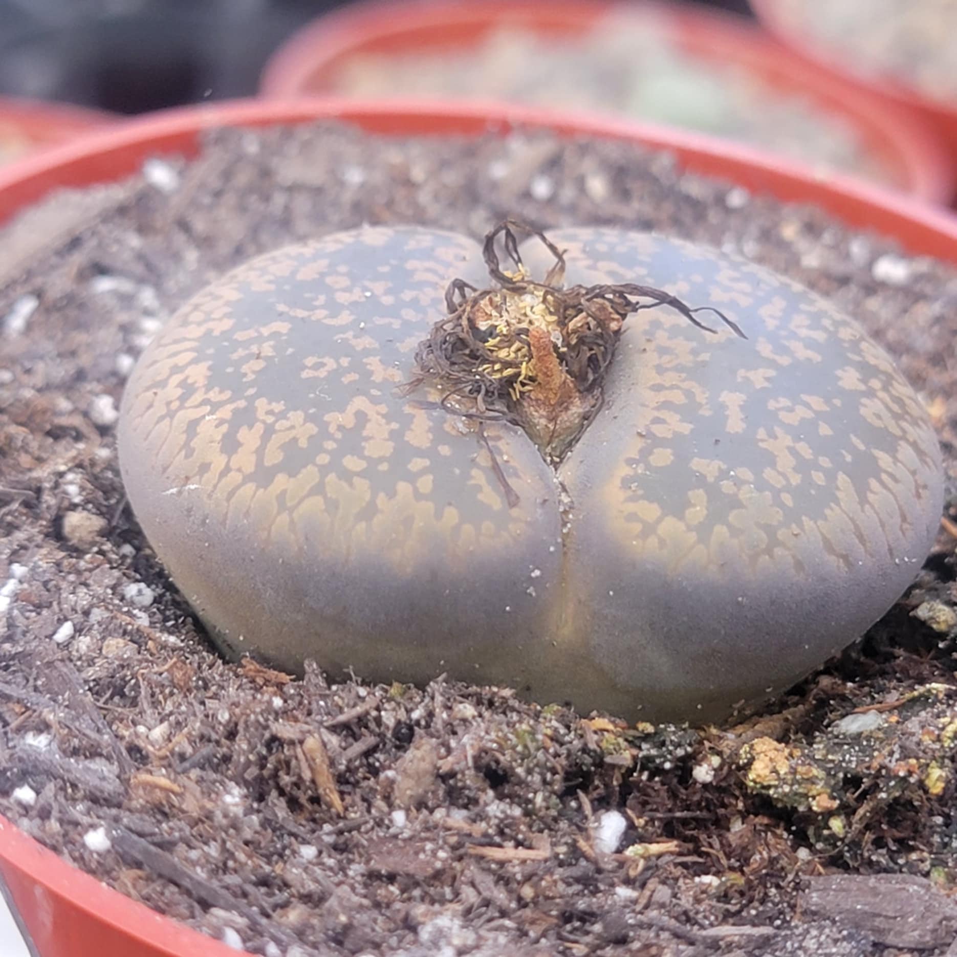 stone face succulent Lithops 'Stone Faces'